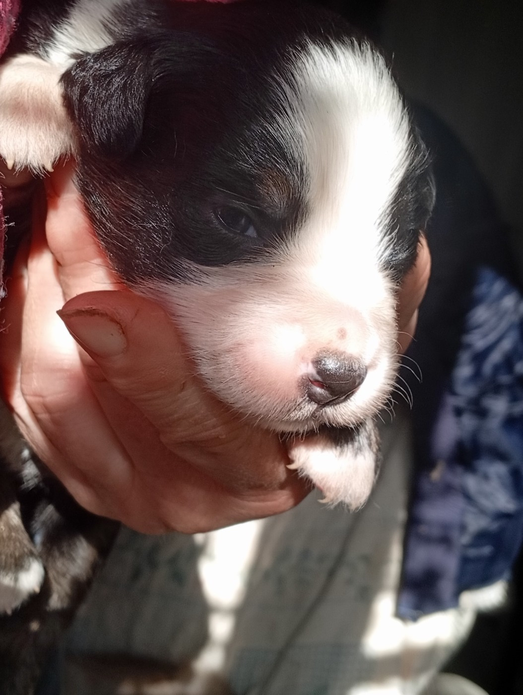 Matata des Dunes - Chiots disponibles - Berger Américain Miniature 