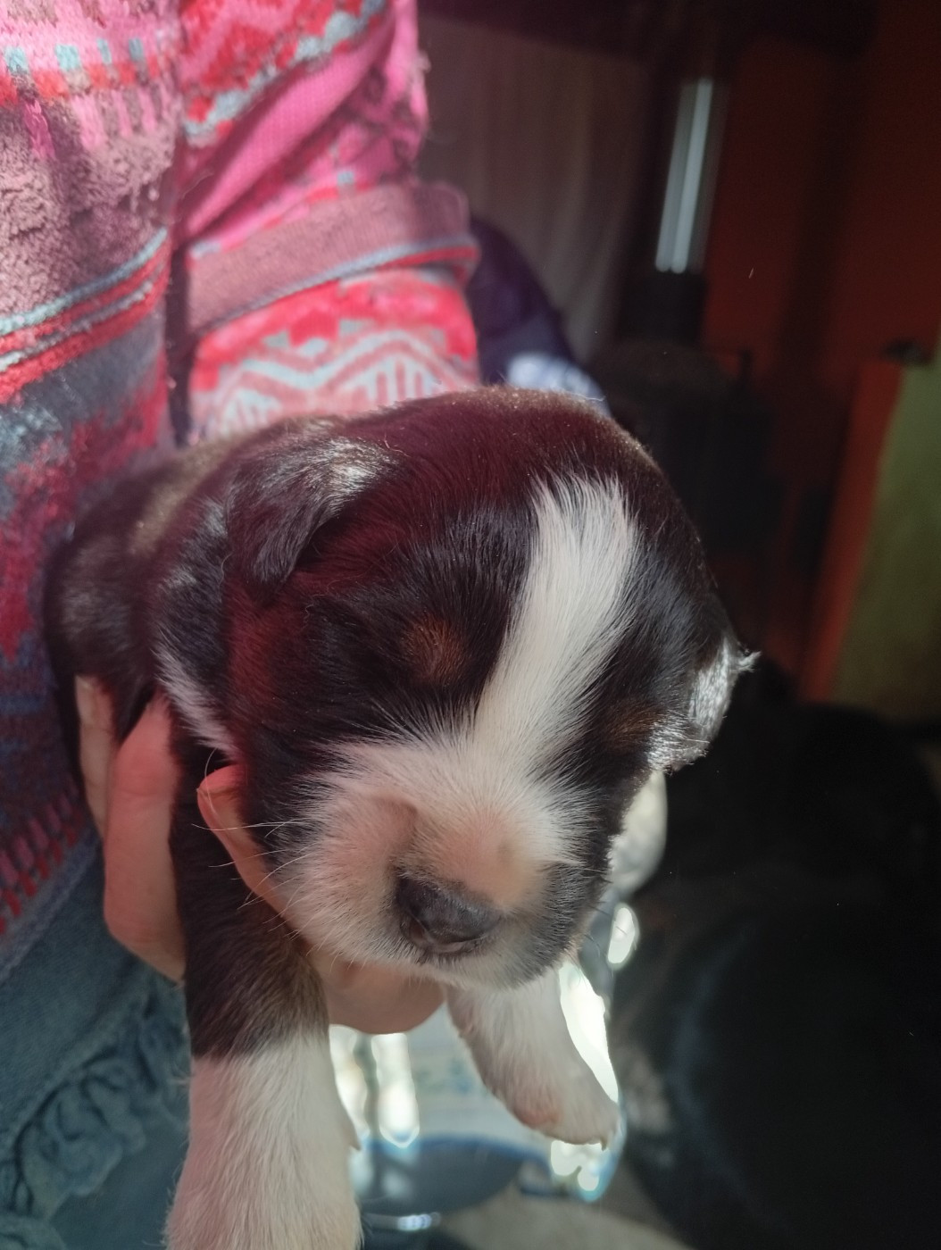 Matata des Dunes - Chiots disponibles - Berger Américain Miniature 