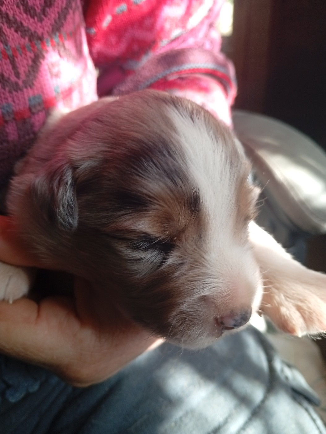 Matata des Dunes - Chiots disponibles - Berger Américain Miniature 