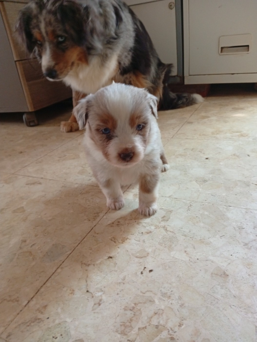 Matata des Dunes - Chiots disponibles - Berger Américain Miniature 