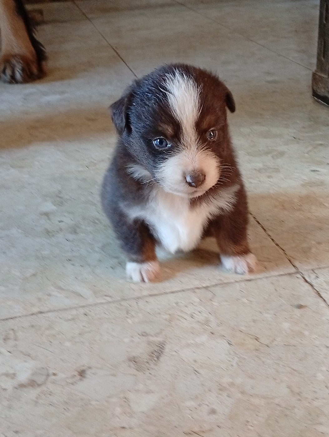 Matata des Dunes - Chiots disponibles - Berger Américain Miniature 