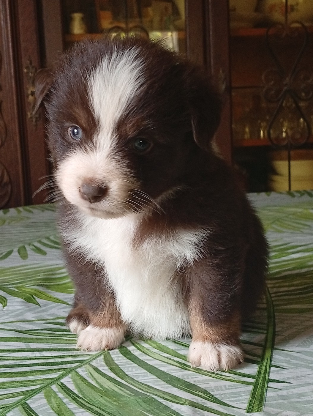 Matata des Dunes - Chiots disponibles - Berger Américain Miniature 