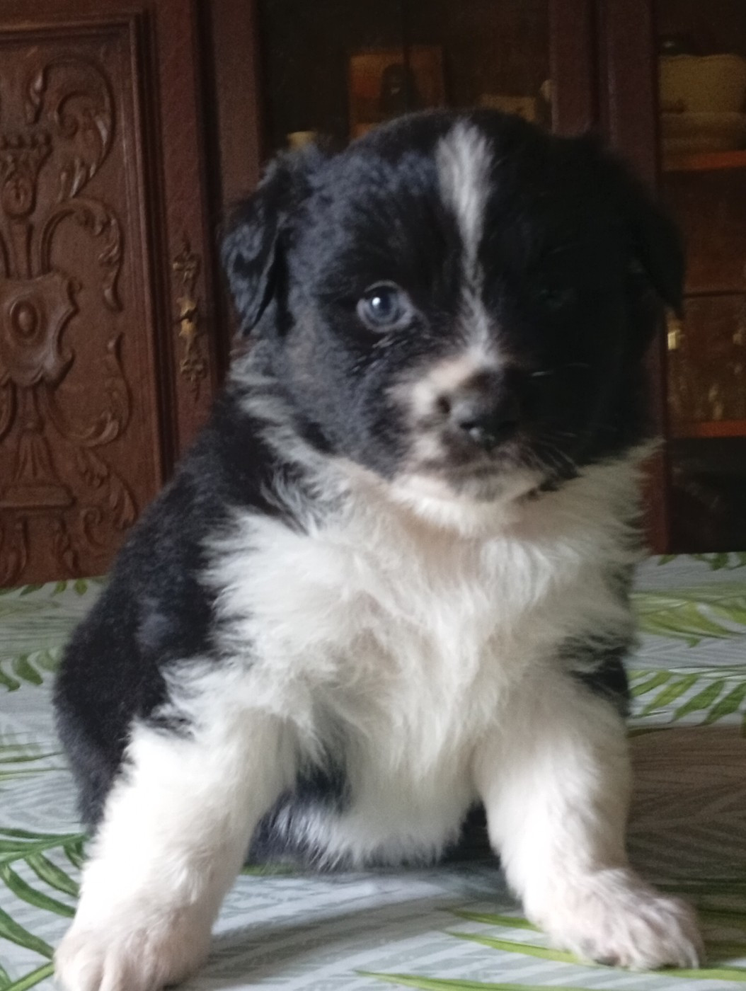 Matata des Dunes - Chiots disponibles - Berger Américain Miniature 