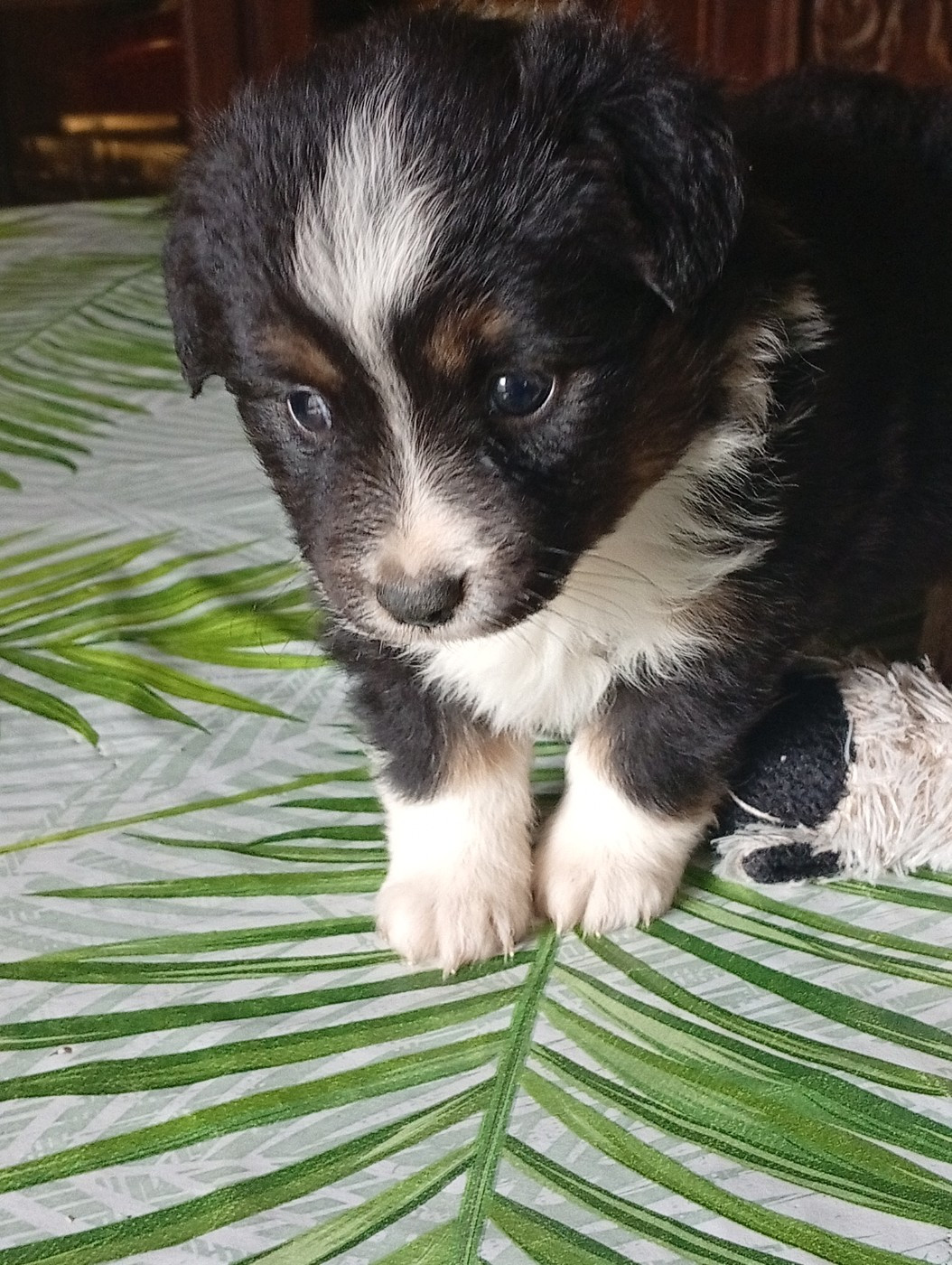 Matata des Dunes - Chiots disponibles - Berger Américain Miniature 