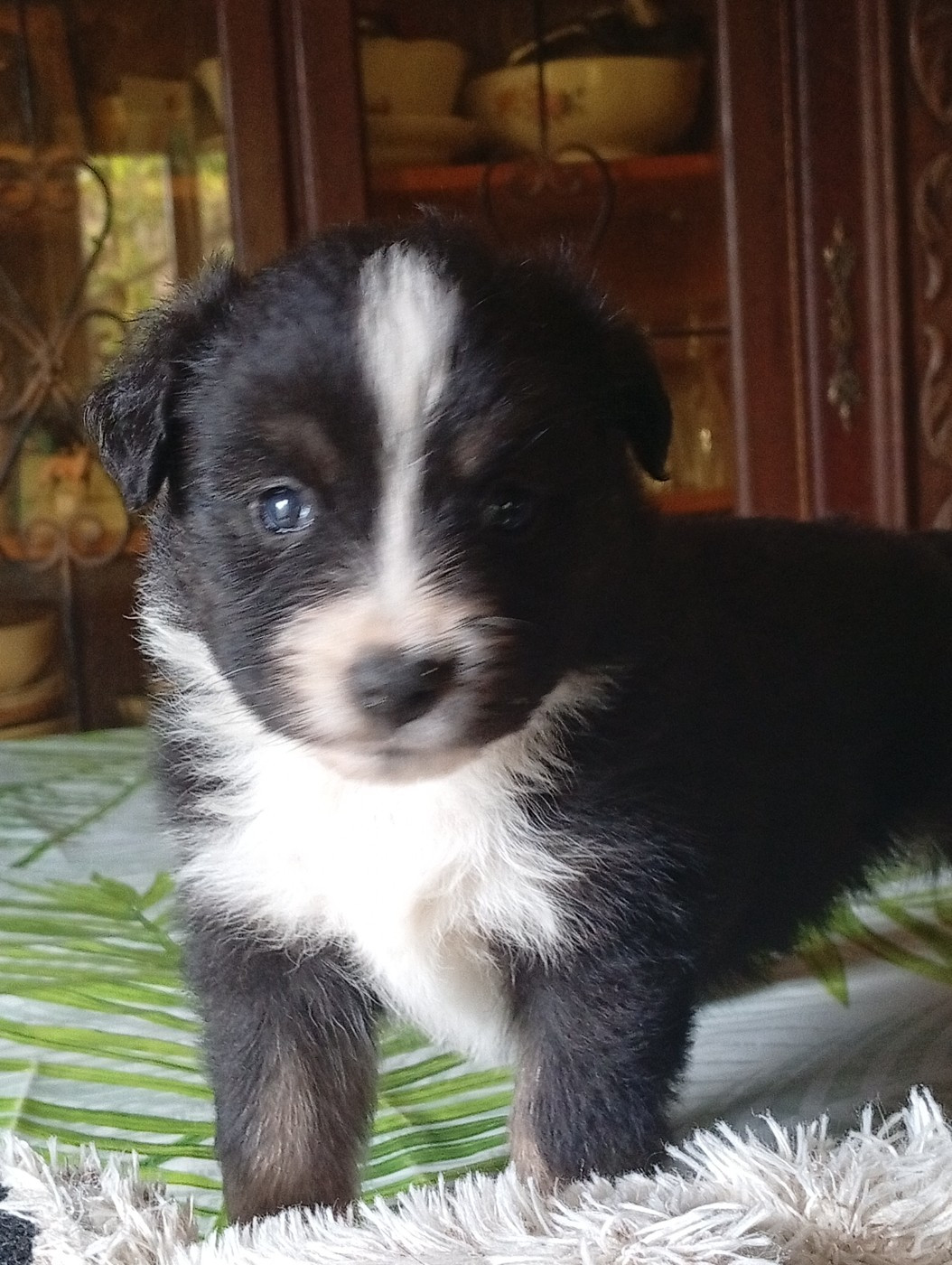 Matata des Dunes - Chiots disponibles - Berger Américain Miniature 