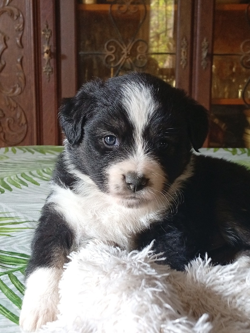 Matata des Dunes - Chiots disponibles - Berger Américain Miniature 