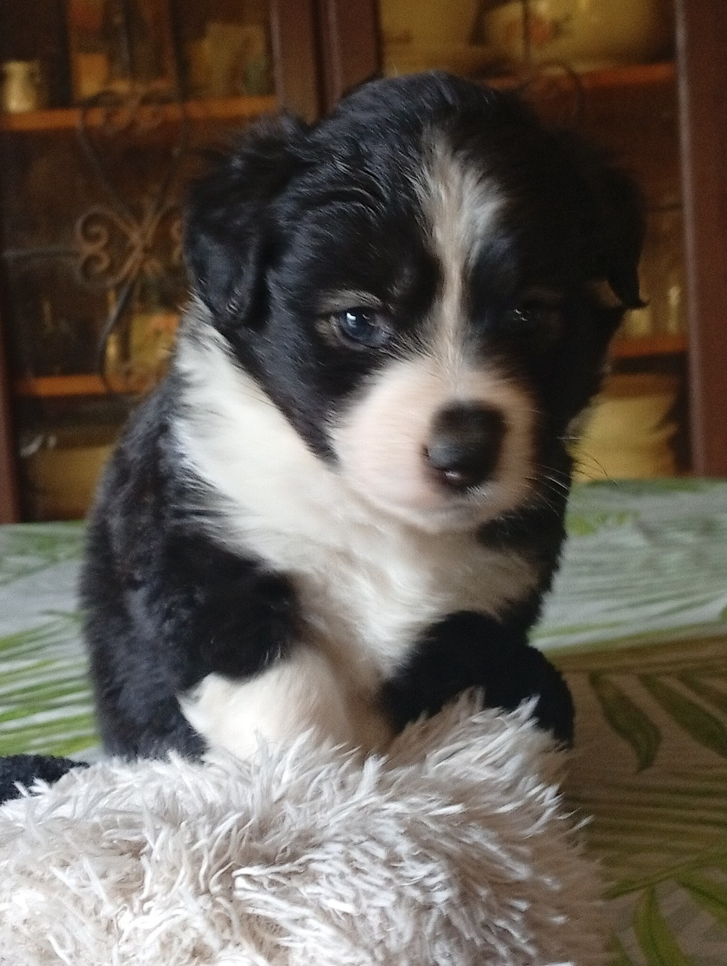 Matata des Dunes - Chiots disponibles - Berger Américain Miniature 