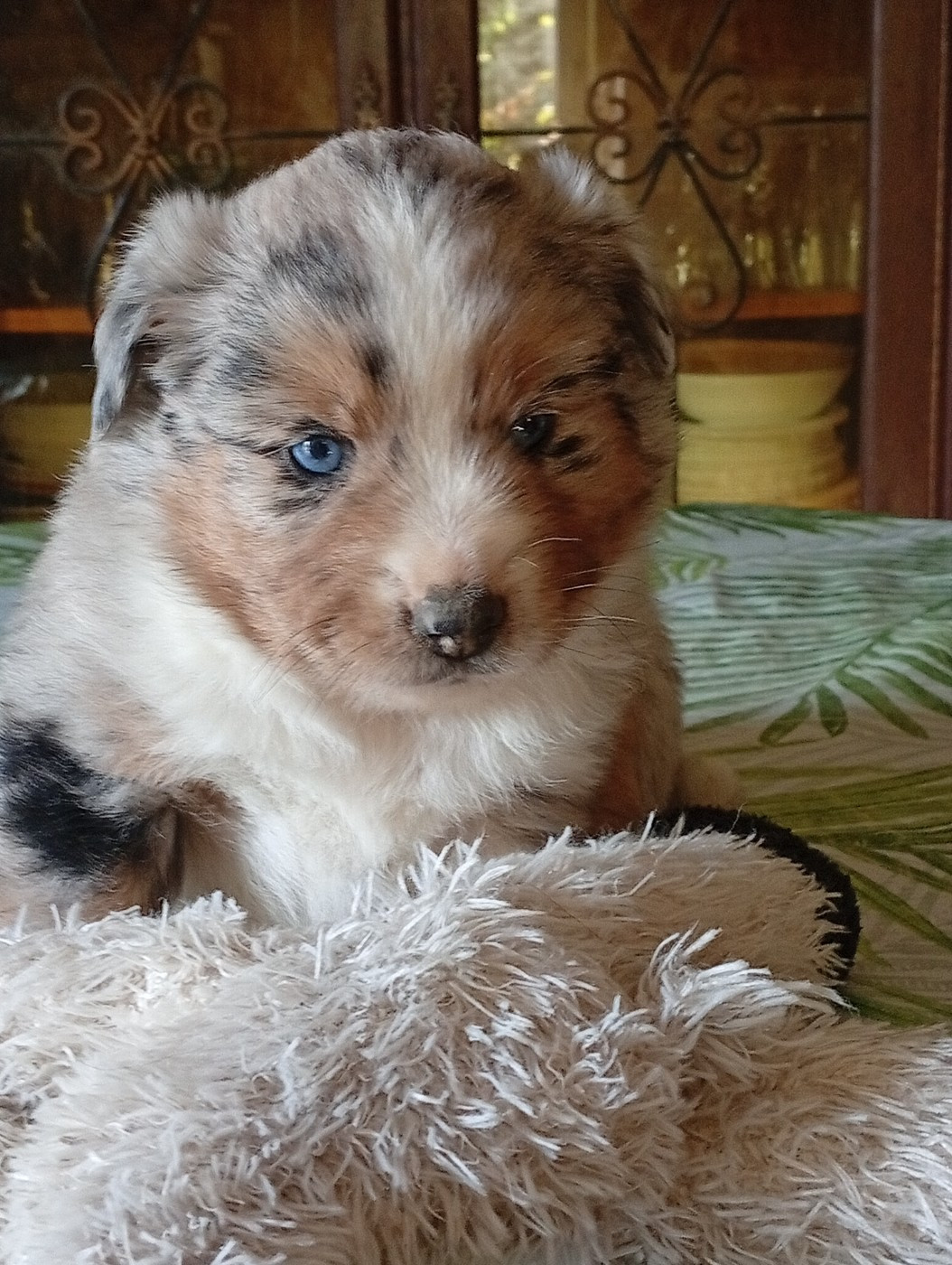 Matata des Dunes - Chiots disponibles - Berger Américain Miniature 