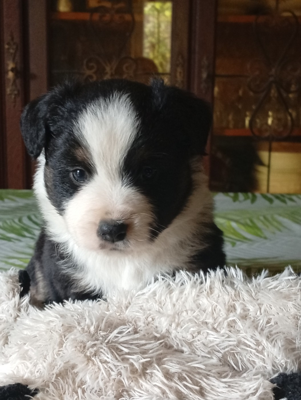 Matata des Dunes - Chiots disponibles - Berger Américain Miniature 