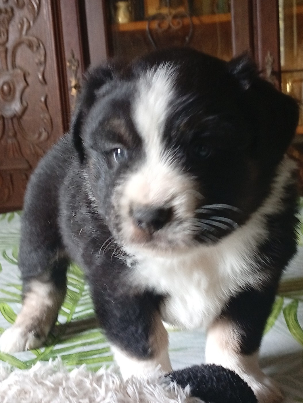 Matata des Dunes - Chiots disponibles - Berger Américain Miniature 