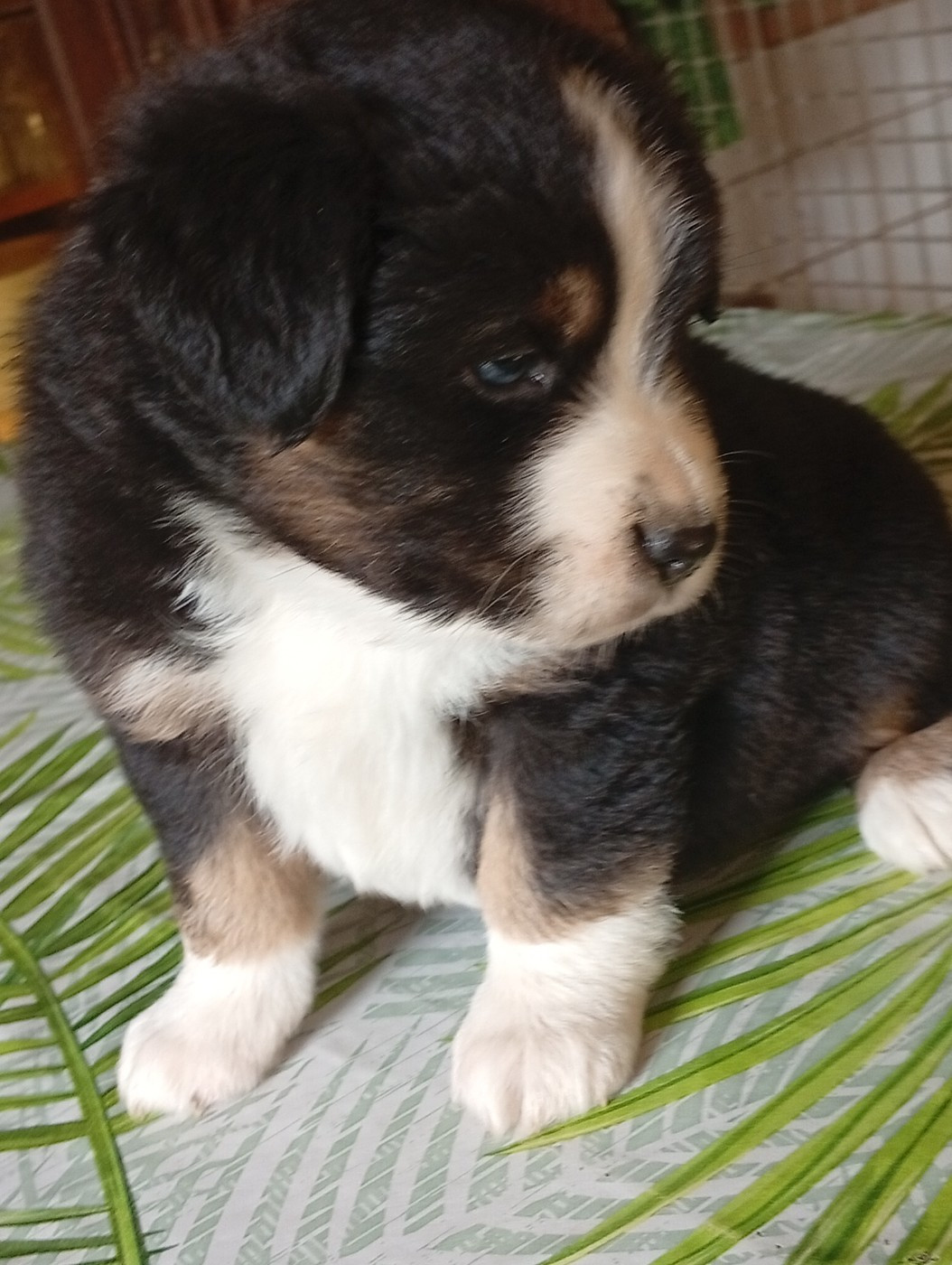 Matata des Dunes - Chiots disponibles - Berger Américain Miniature 