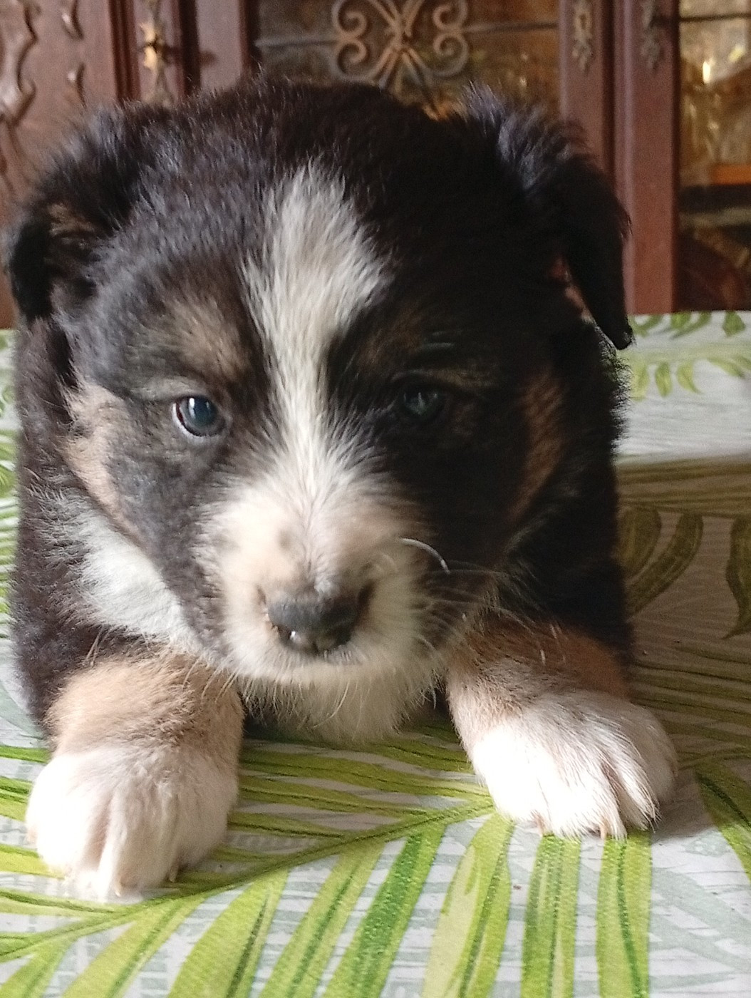 Matata des Dunes - Chiots disponibles - Berger Américain Miniature 