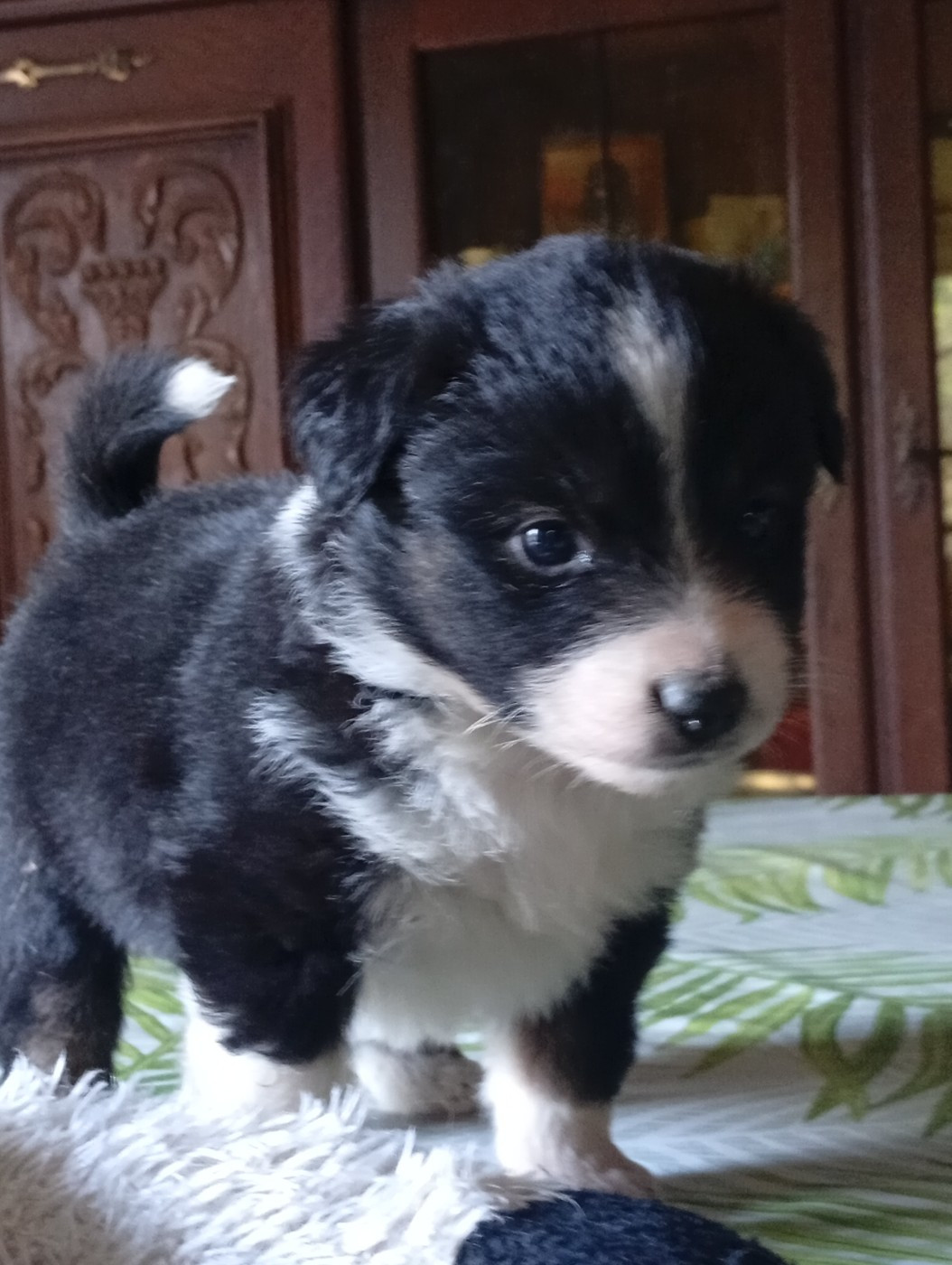 Chiot Berger Américain Miniature  Matata des Dunes