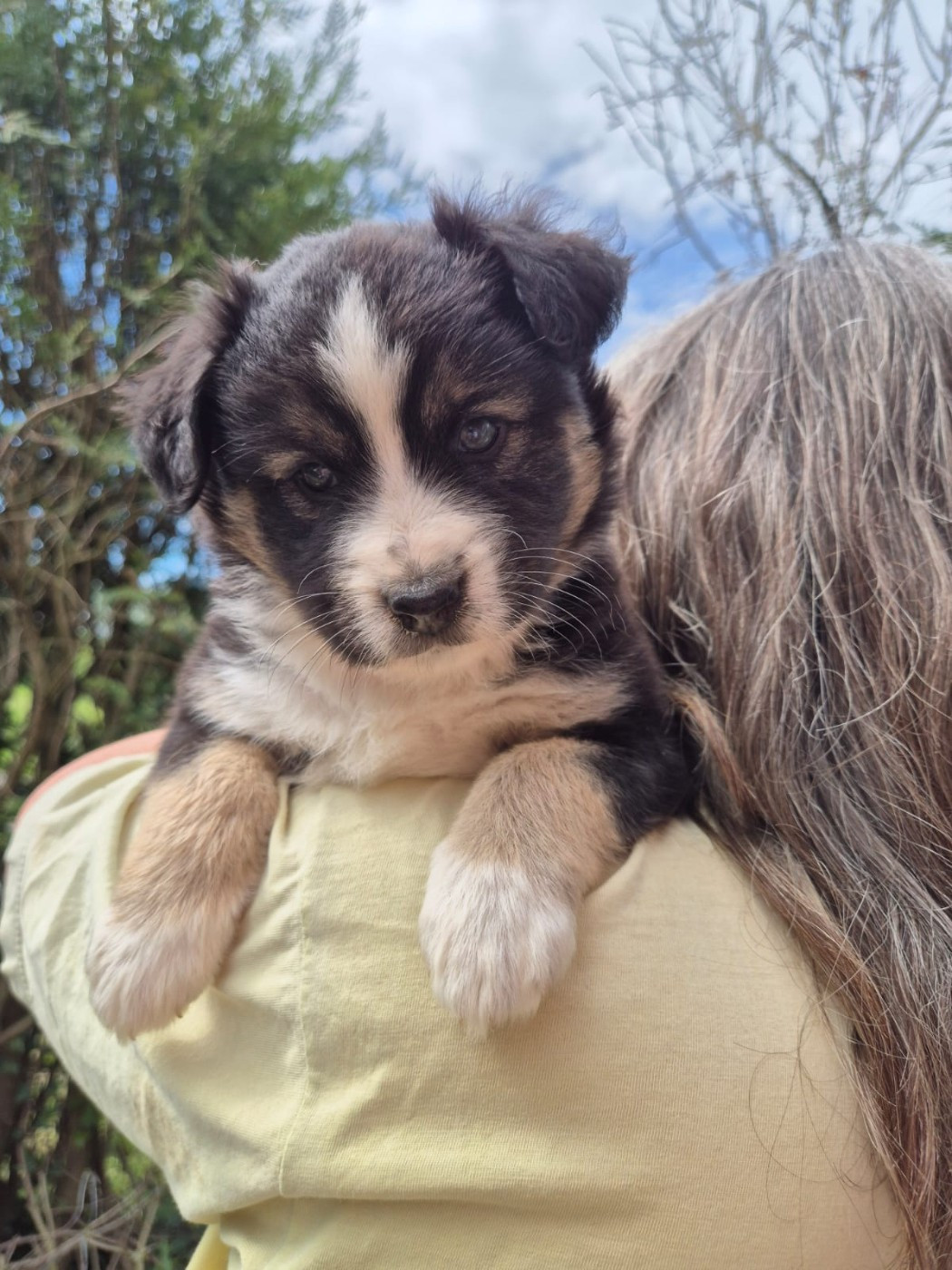 Matata des Dunes - Chiots disponibles - Berger Américain Miniature 