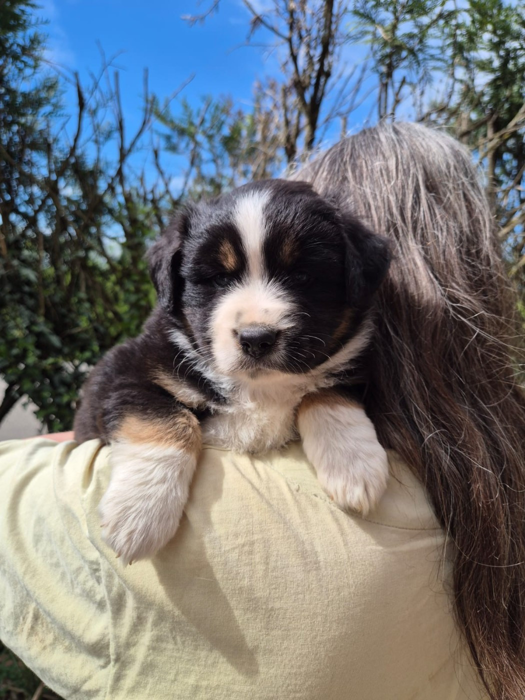 Matata des Dunes - Chiots disponibles - Berger Américain Miniature 