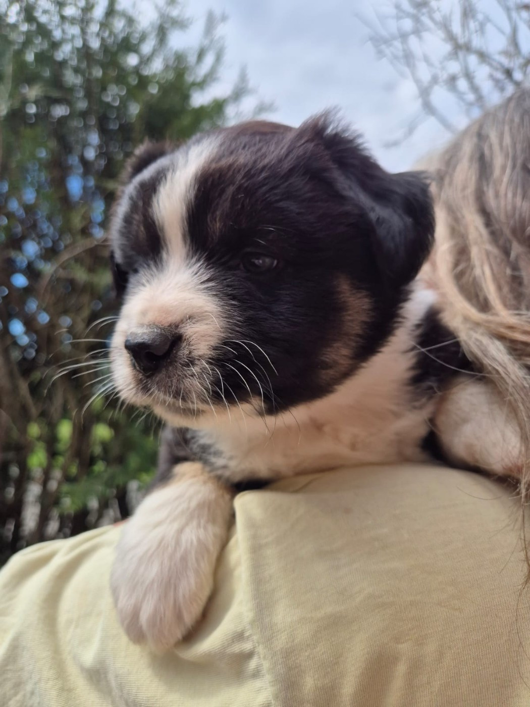 Matata des Dunes - Chiots disponibles - Berger Américain Miniature 