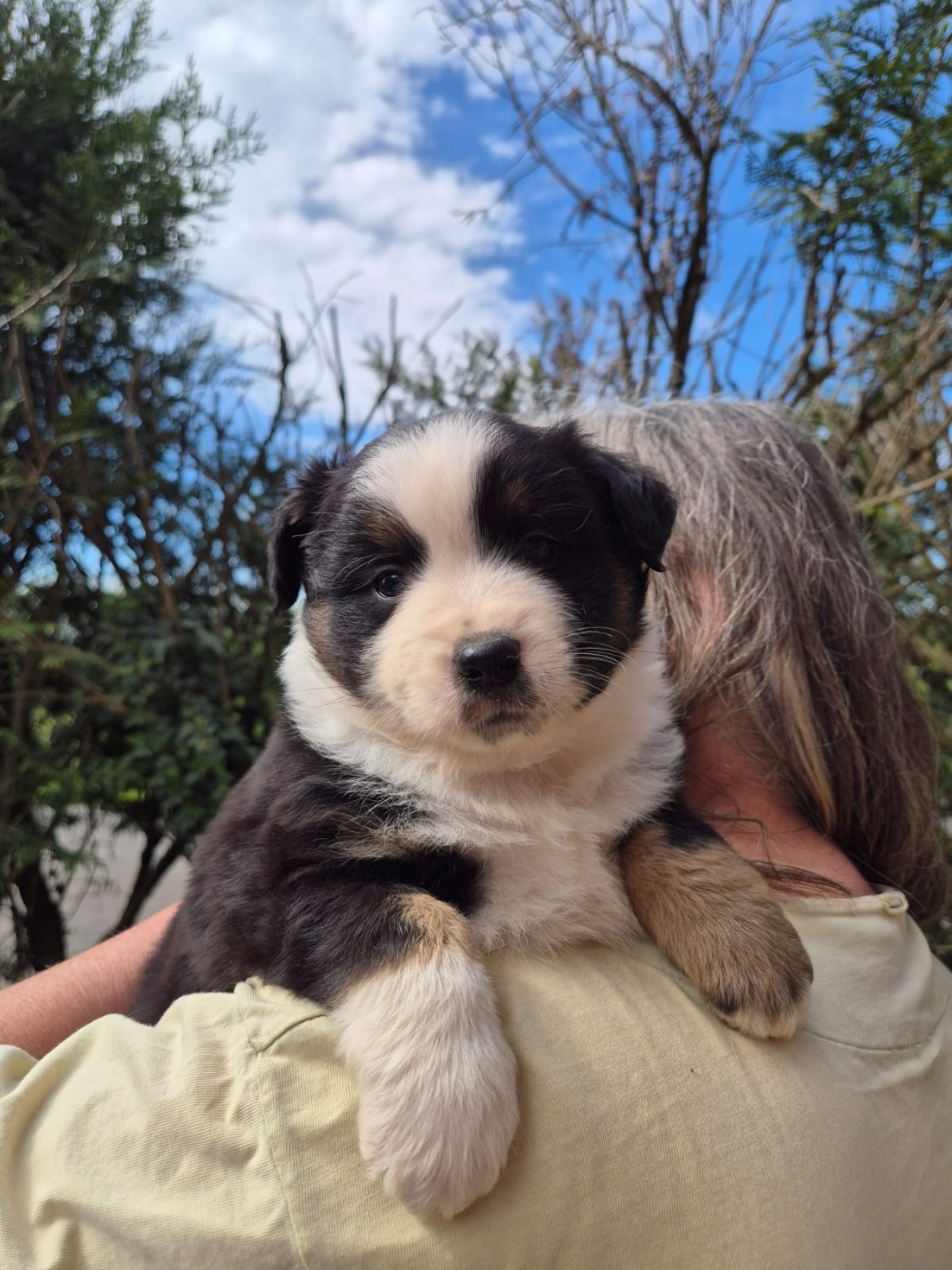 Matata des Dunes - Chiots disponibles - Berger Américain Miniature 