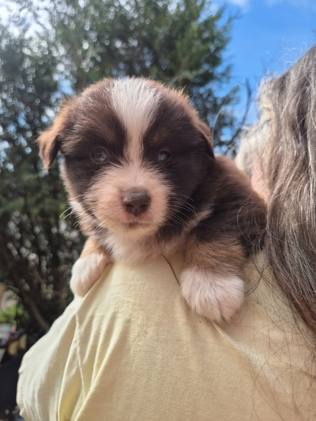 Matata des Dunes - Chiots disponibles - Berger Américain Miniature 