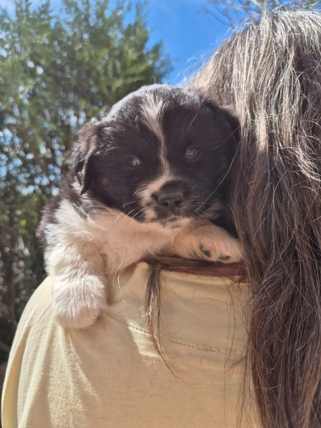 Matata des Dunes - Chiots disponibles - Berger Américain Miniature 