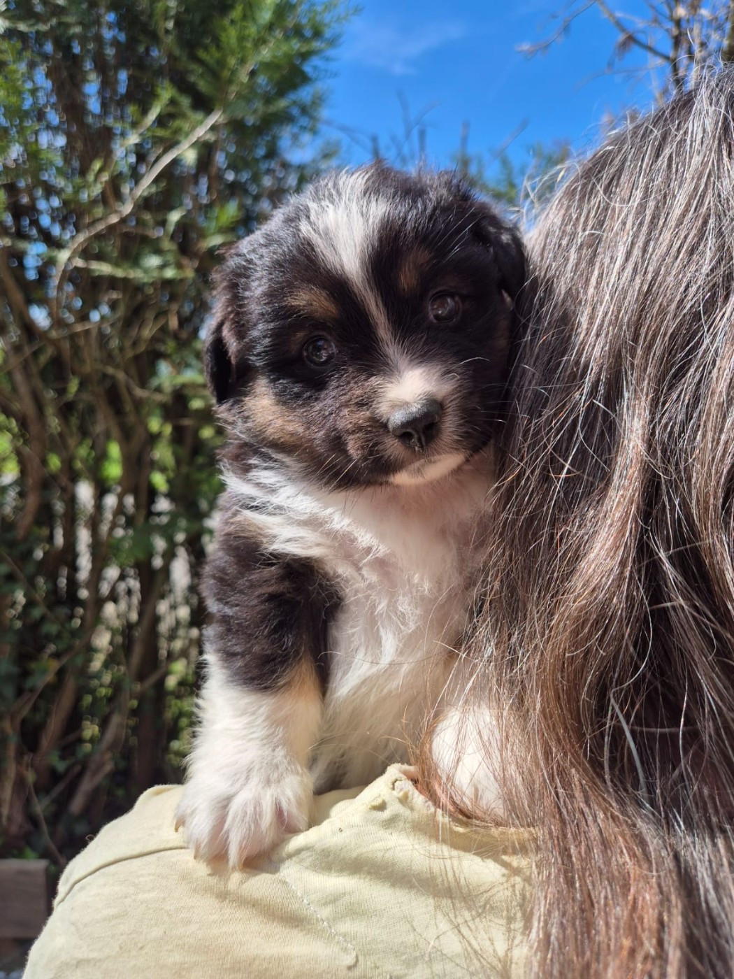 Matata des Dunes - Chiots disponibles - Berger Américain Miniature 