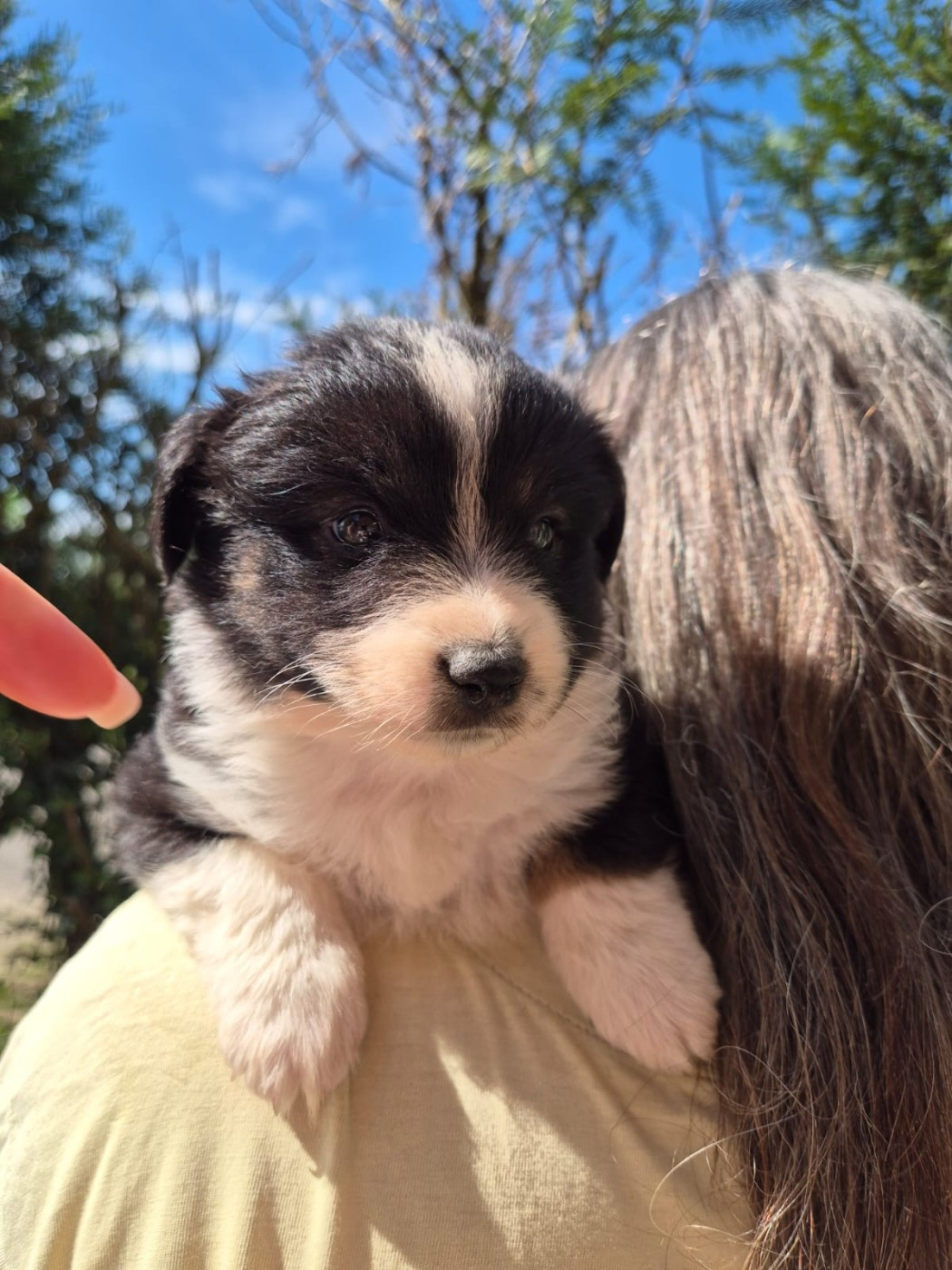 Matata des Dunes - Chiots disponibles - Berger Américain Miniature 