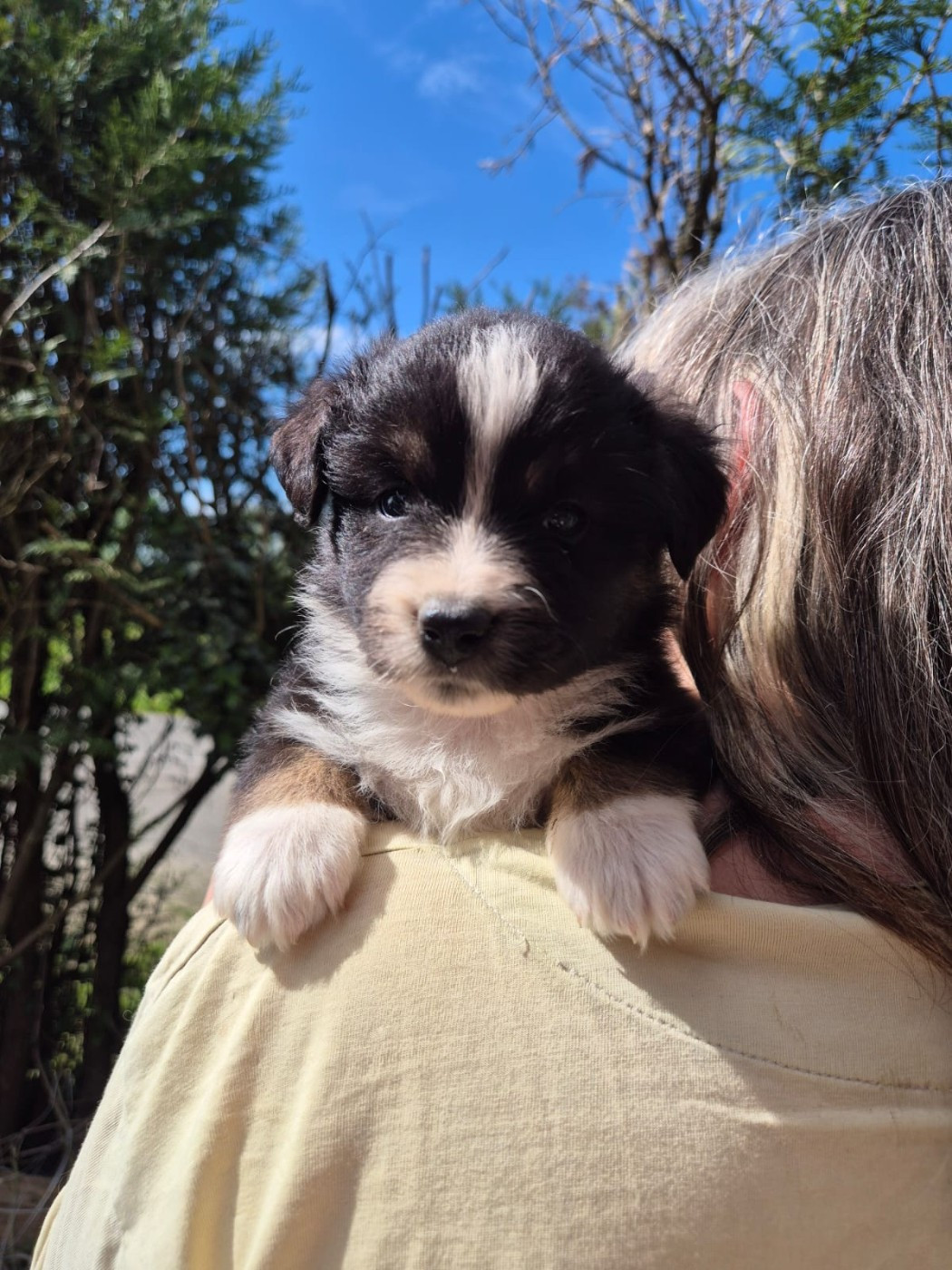 Matata des Dunes - Chiots disponibles - Berger Américain Miniature 