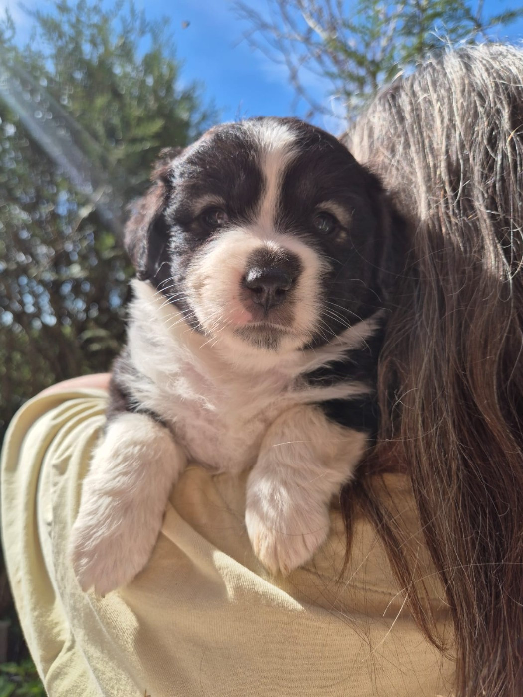 Matata des Dunes - Chiots disponibles - Berger Américain Miniature 