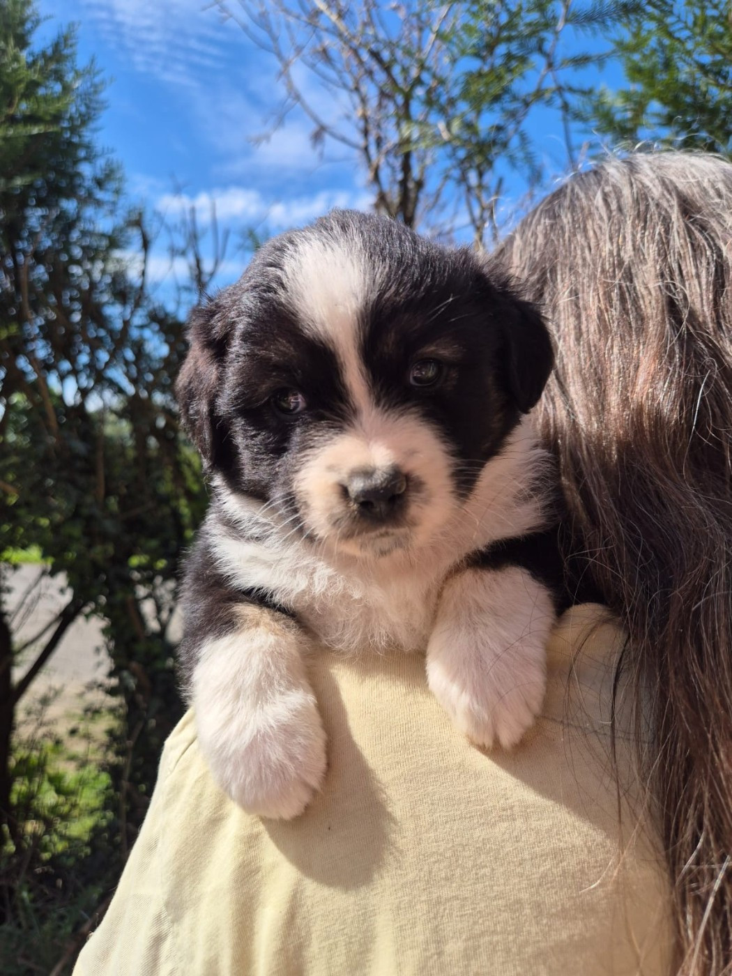 Matata des Dunes - Chiots disponibles - Berger Américain Miniature 