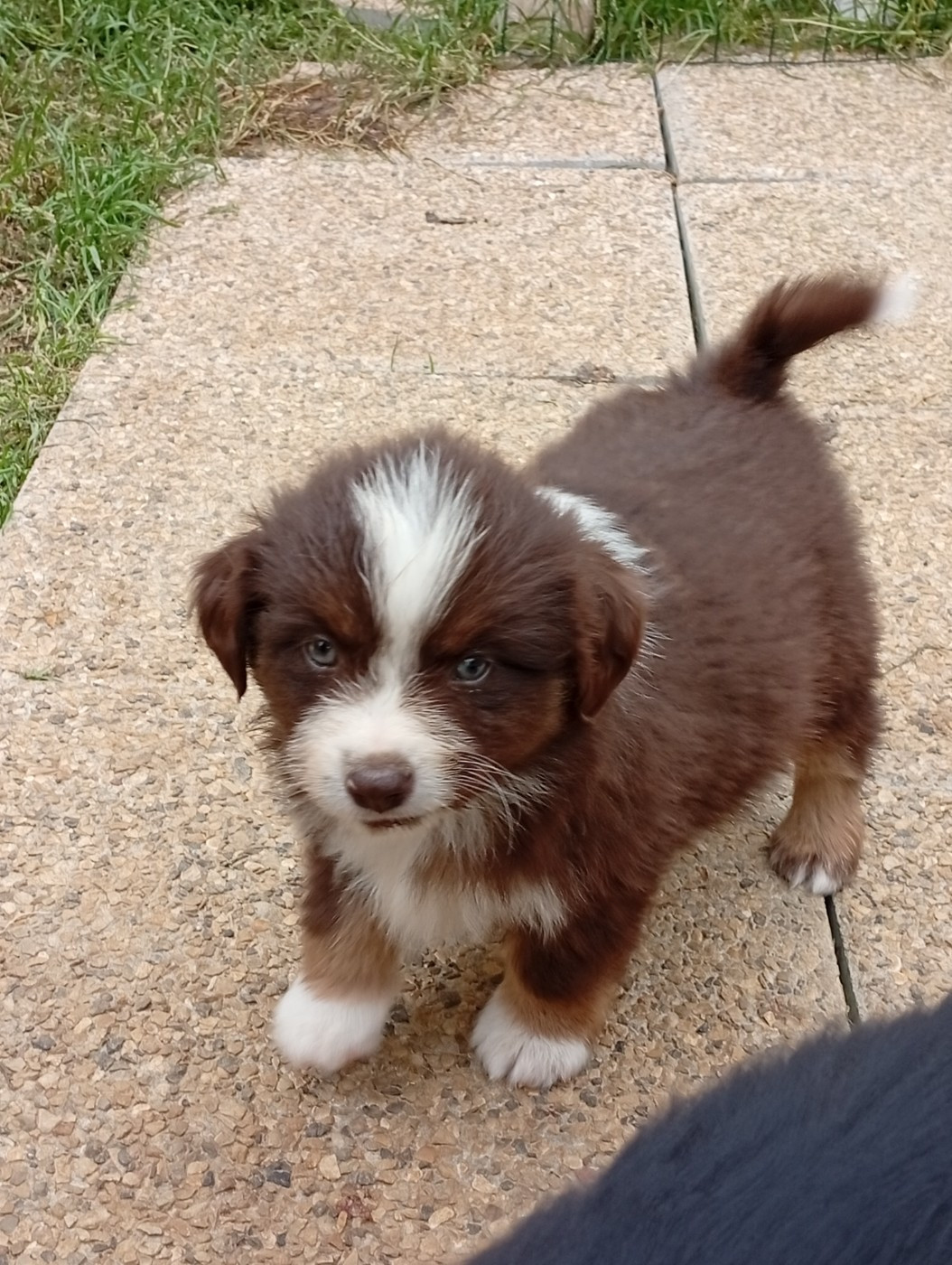 Matata des Dunes - Chiots disponibles - Berger Américain Miniature 