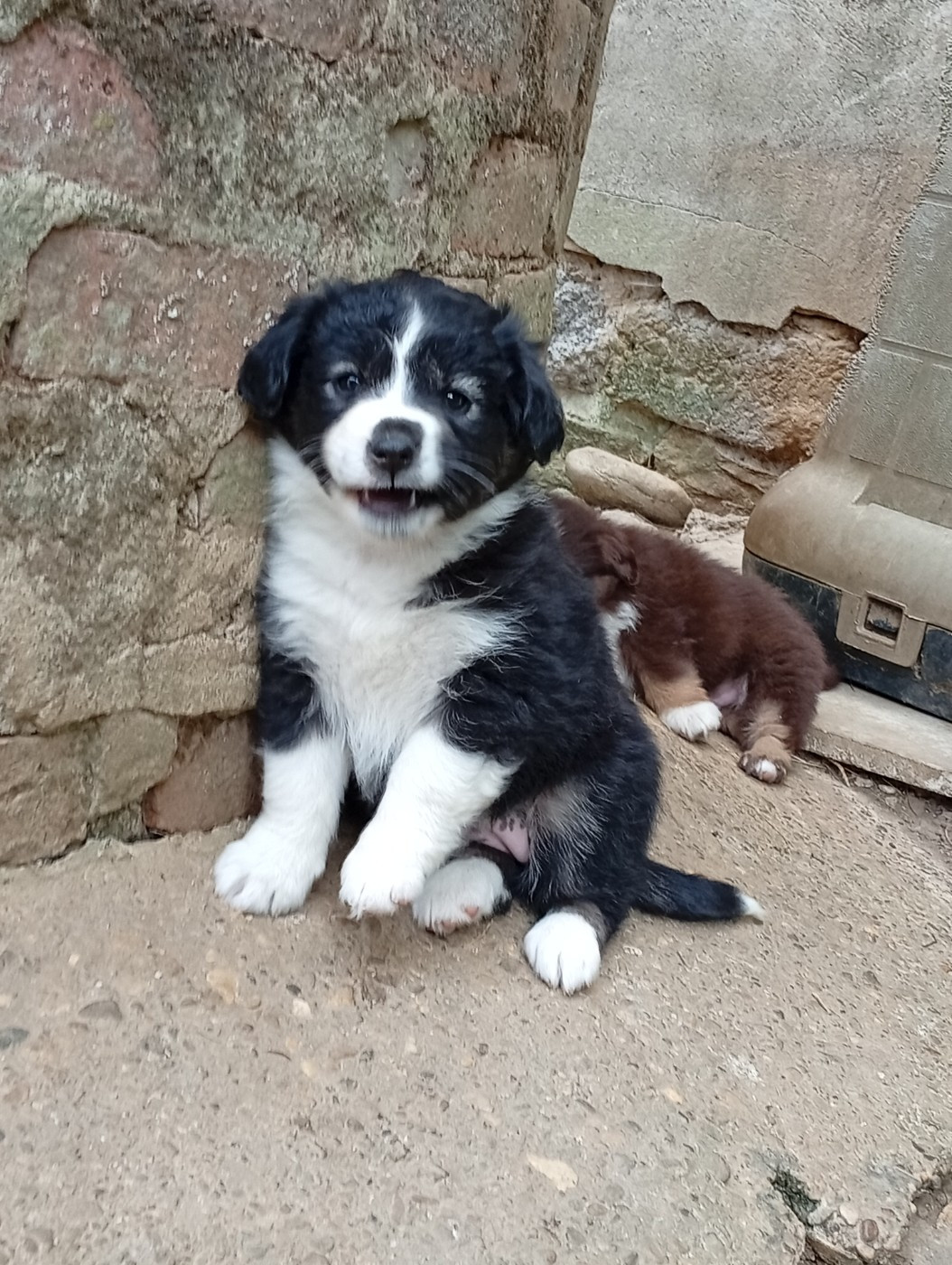 Matata des Dunes - Chiots disponibles - Berger Américain Miniature 