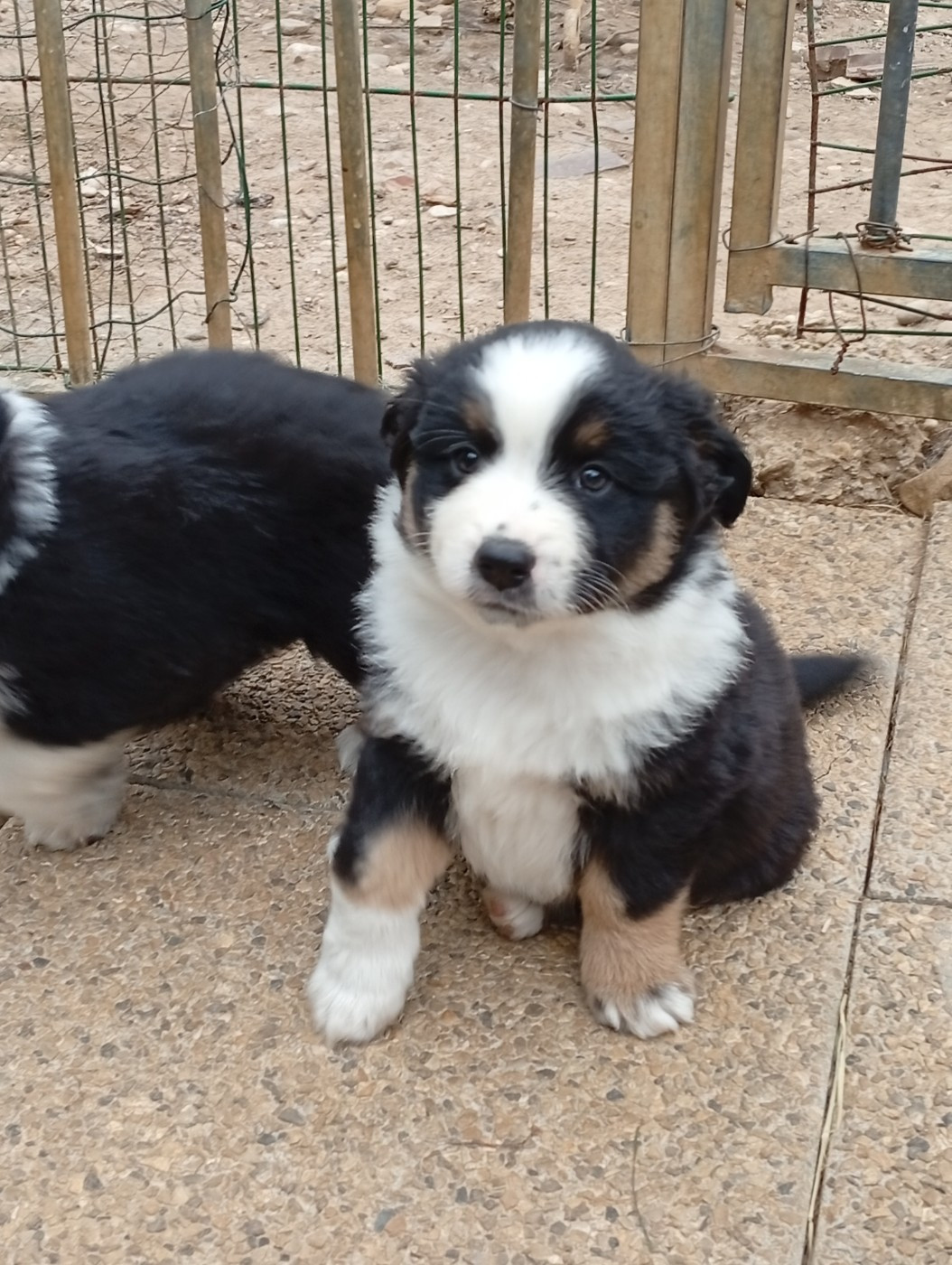 Matata des Dunes - Chiots disponibles - Berger Américain Miniature 