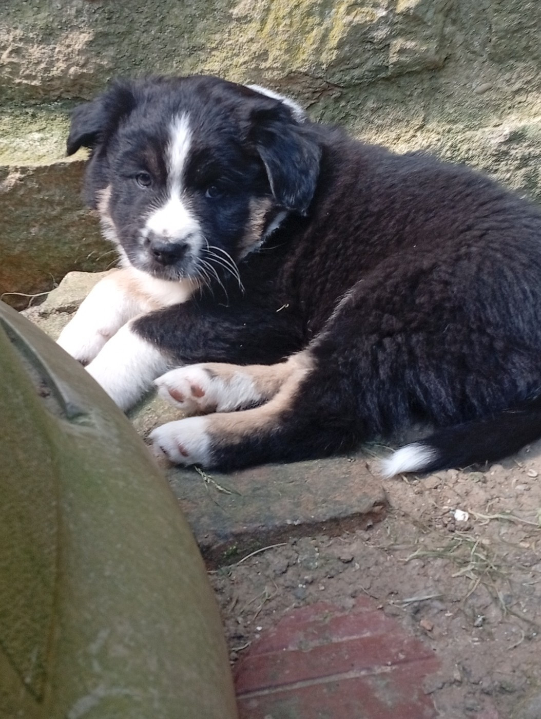 Matata des Dunes - Chiots disponibles - Berger Américain Miniature 