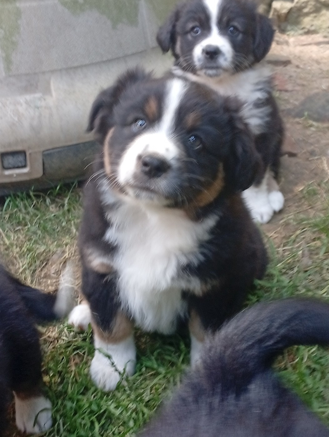 Matata des Dunes - Chiots disponibles - Berger Américain Miniature 