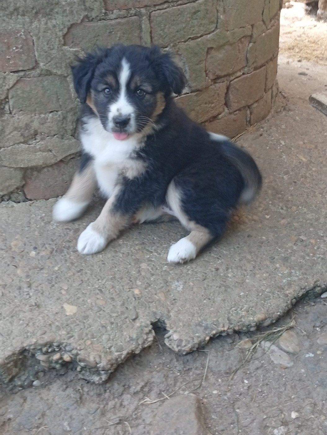 Matata des Dunes - Chiots disponibles - Berger Américain Miniature 