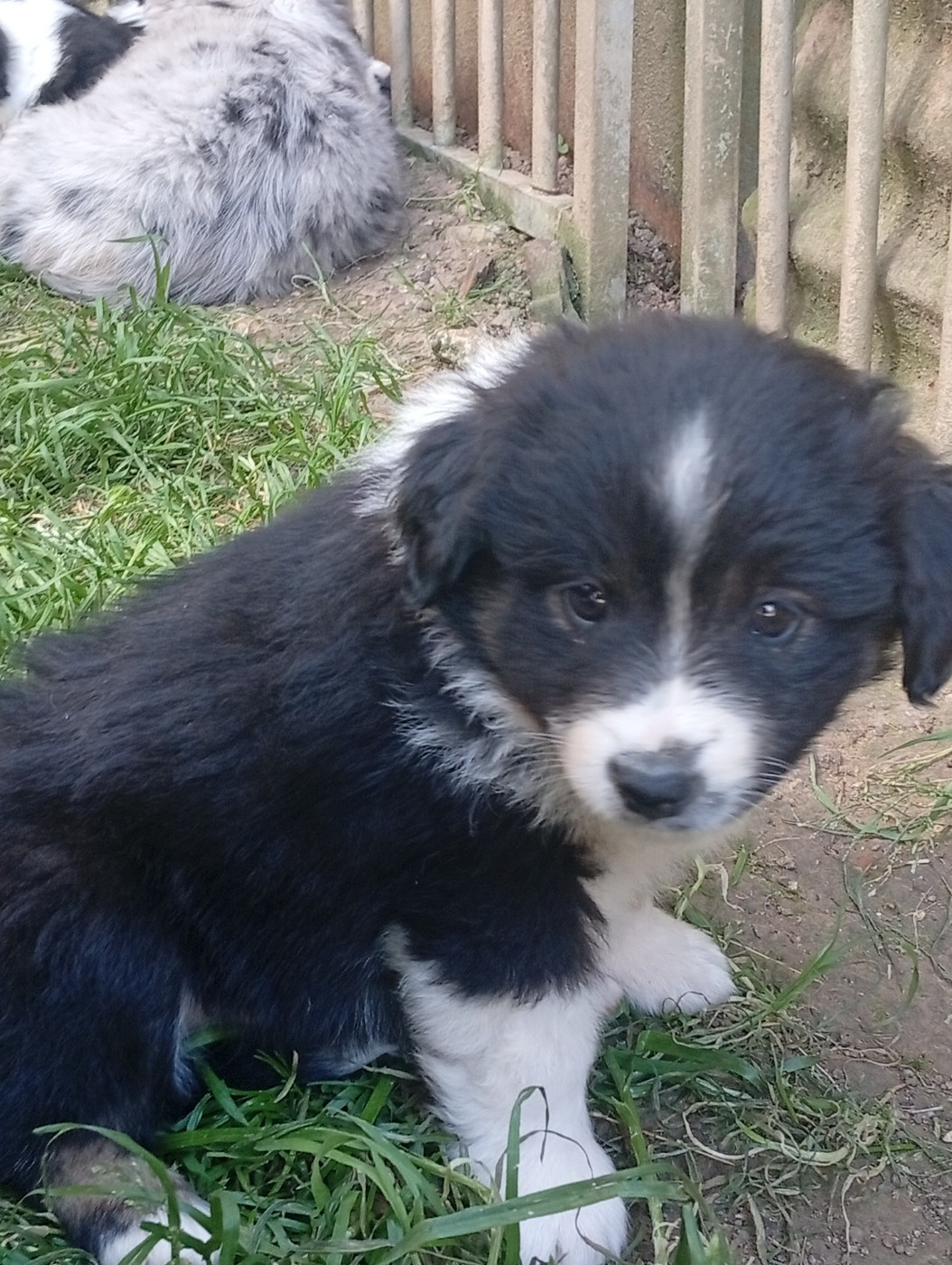 Matata des Dunes - Chiots disponibles - Berger Américain Miniature 