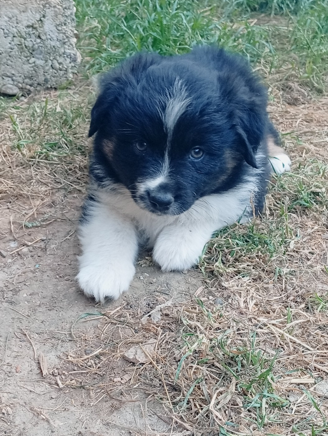Matata des Dunes - Chiots disponibles - Berger Américain Miniature 