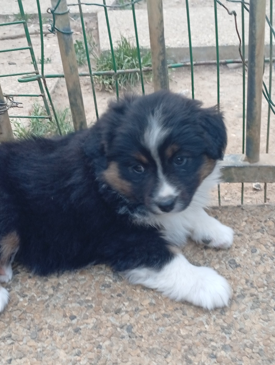 Matata des Dunes - Chiots disponibles - Berger Américain Miniature 