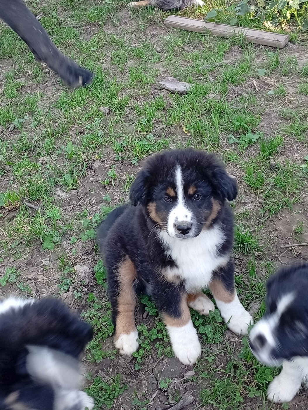 Matata des Dunes - Chiots disponibles - Berger Américain Miniature 