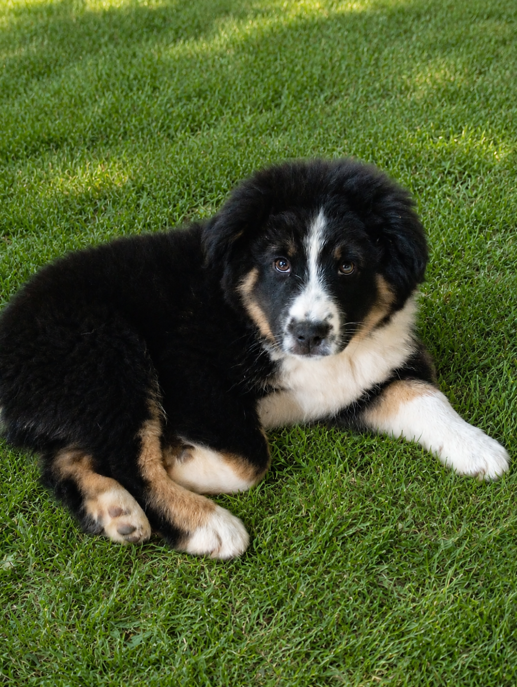 Matata des Dunes - Chiots disponibles - Berger Américain Miniature 