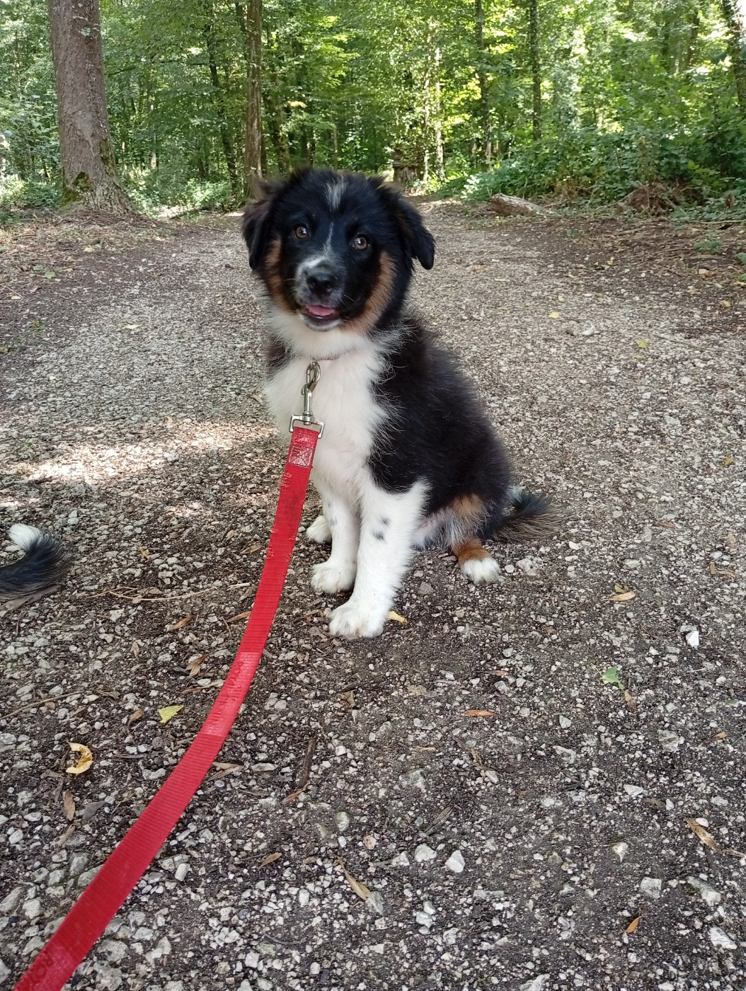 Matata des Dunes - Chiots disponibles - Berger Américain Miniature 