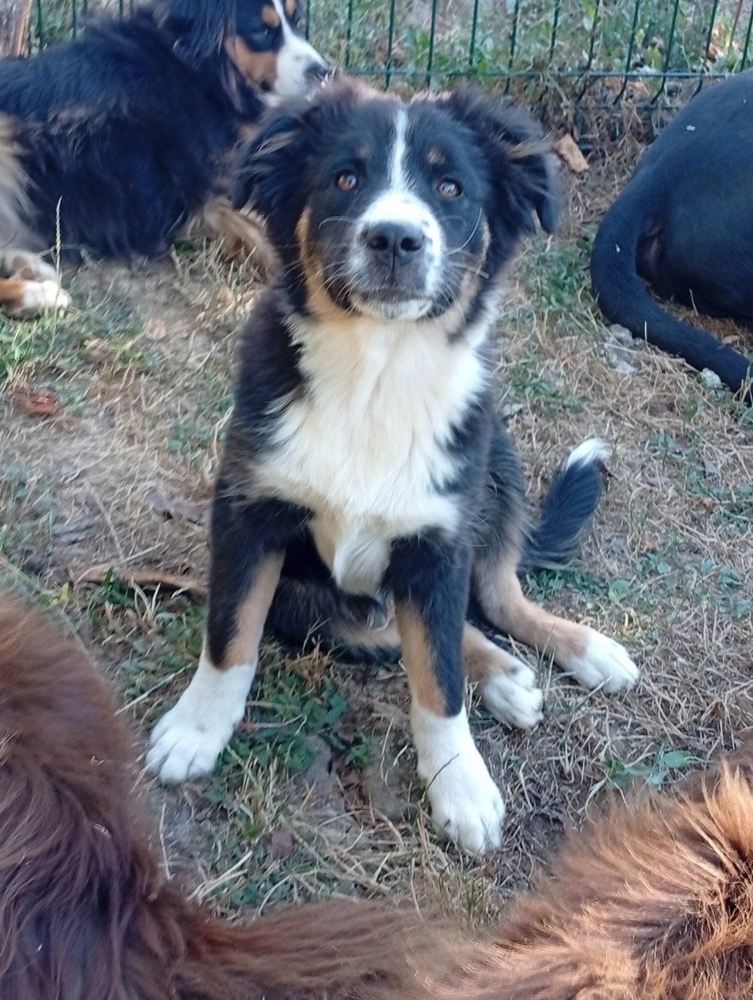 Matata des Dunes - Chiots disponibles - Berger Américain Miniature 