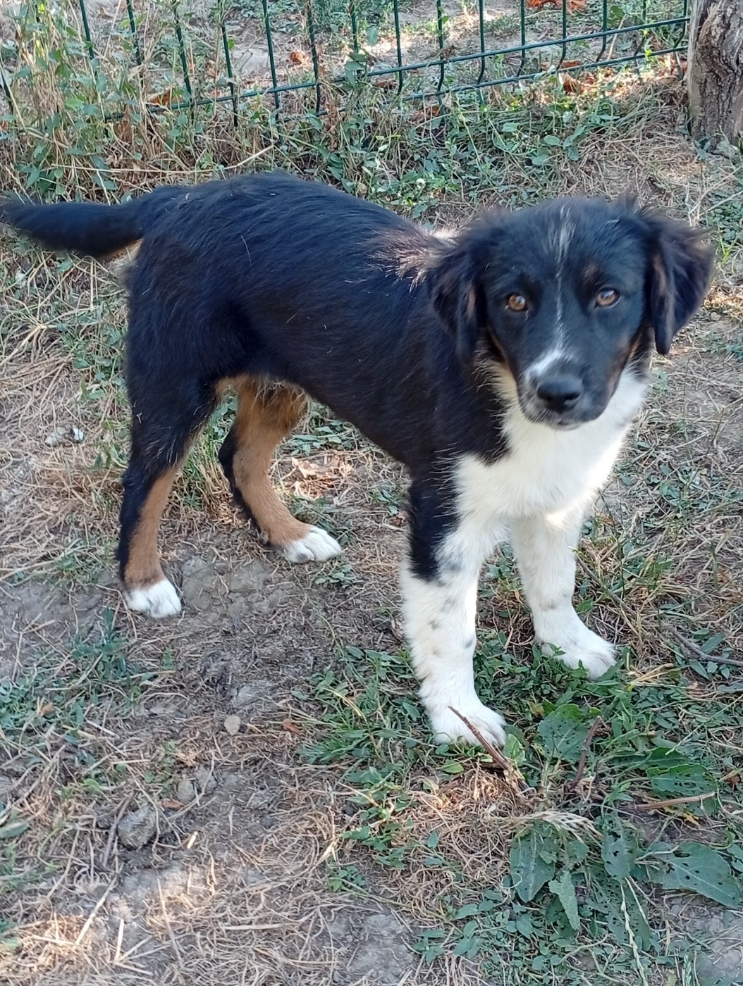 Matata des Dunes - Chiots disponibles - Berger Américain Miniature 