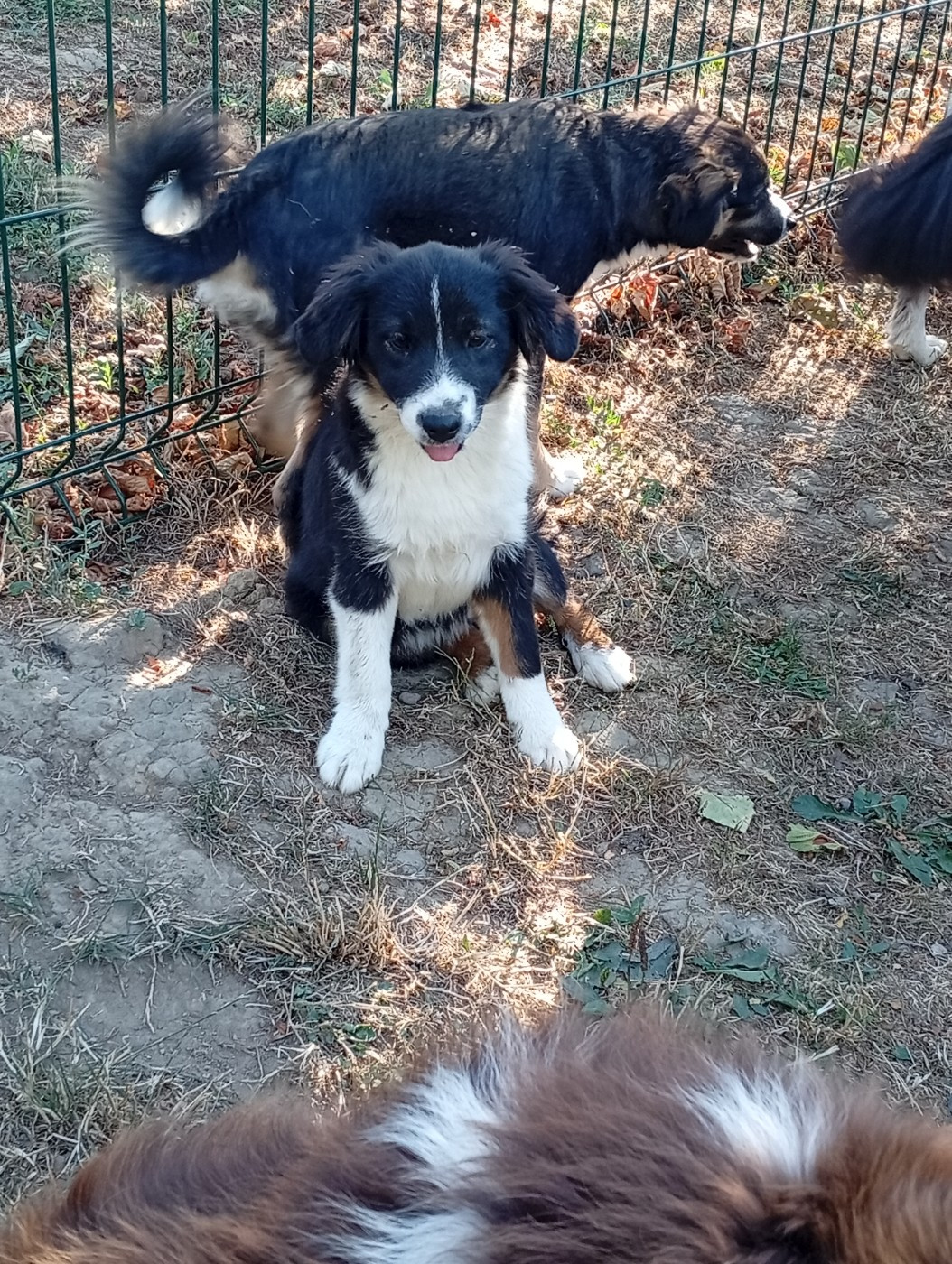 Matata des Dunes - Chiots disponibles - Berger Américain Miniature 