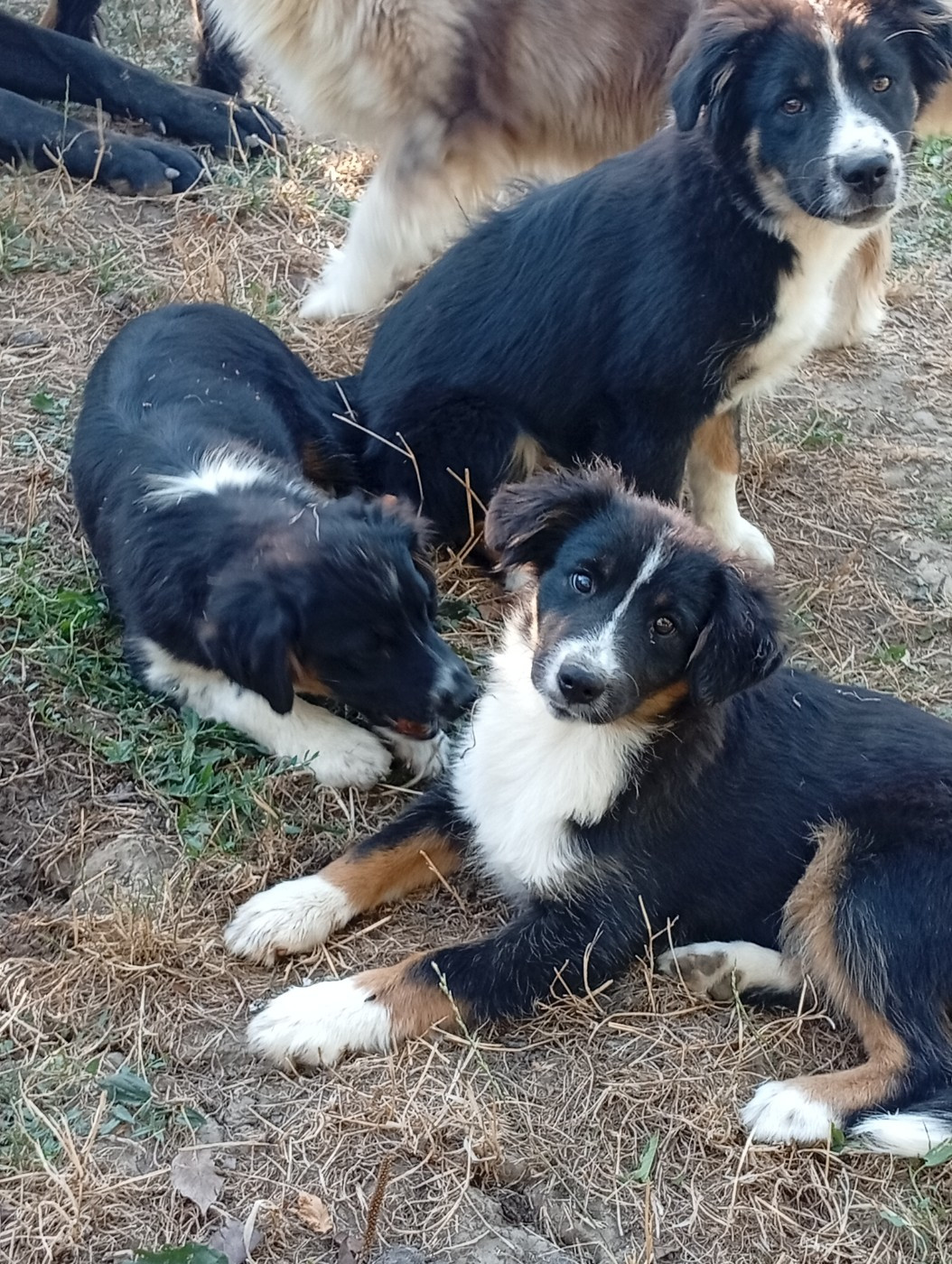 Matata des Dunes - Chiots disponibles - Berger Américain Miniature 