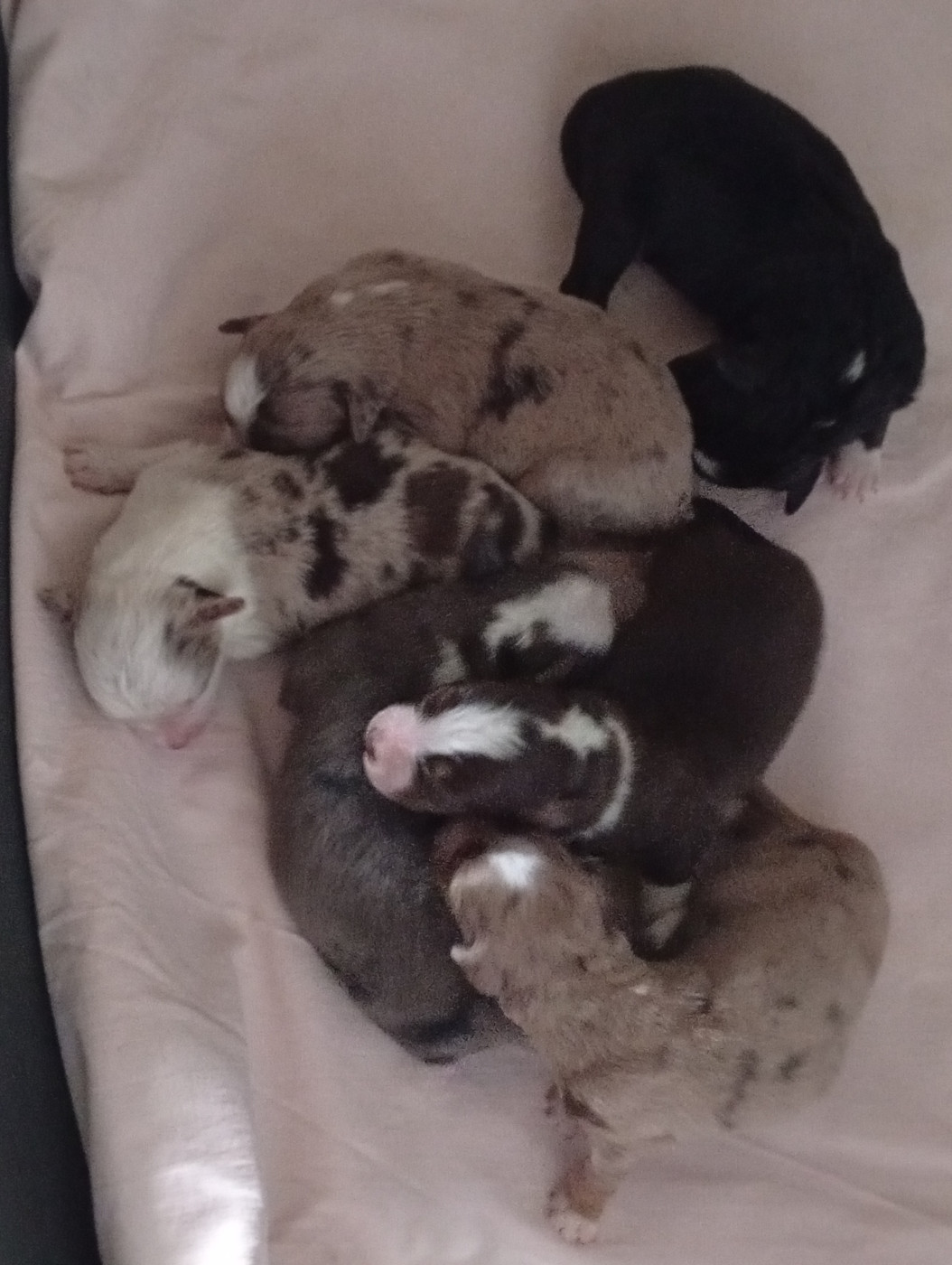 Chiot Berger Américain Miniature  Matata des Dunes