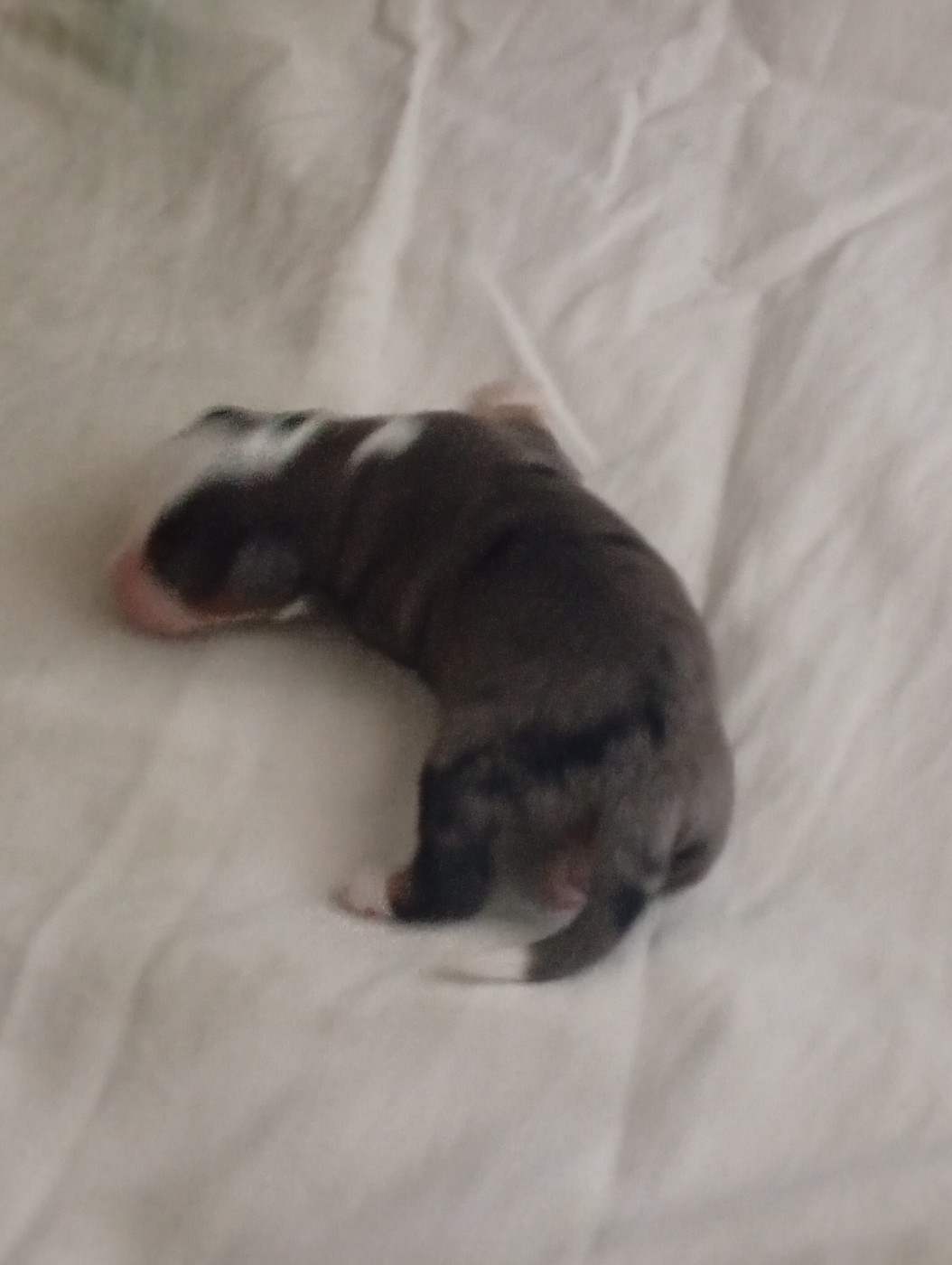 Matata des Dunes - Chiots disponibles - Berger Américain Miniature 