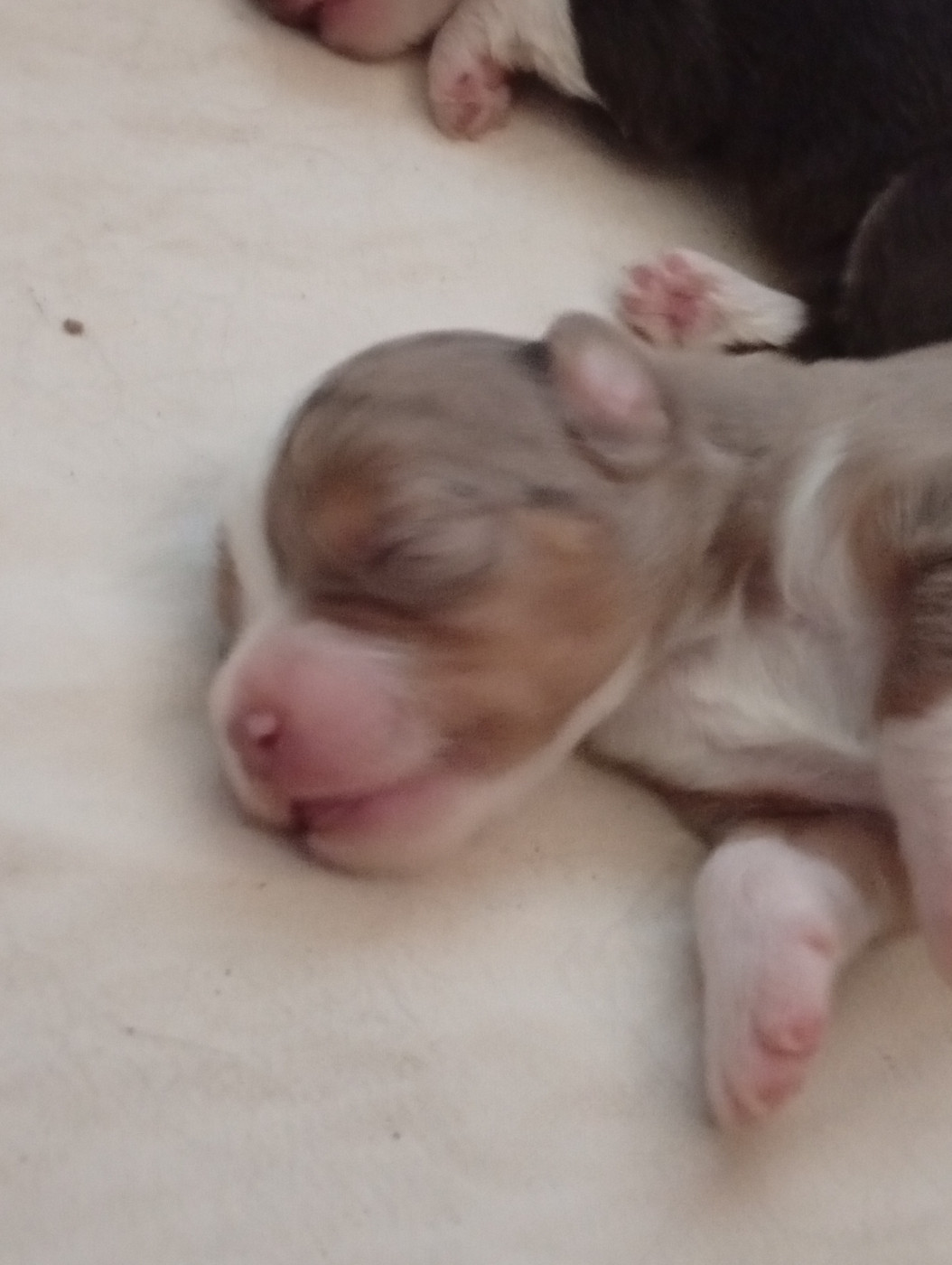 Matata des Dunes - Chiots disponibles - Berger Américain Miniature 