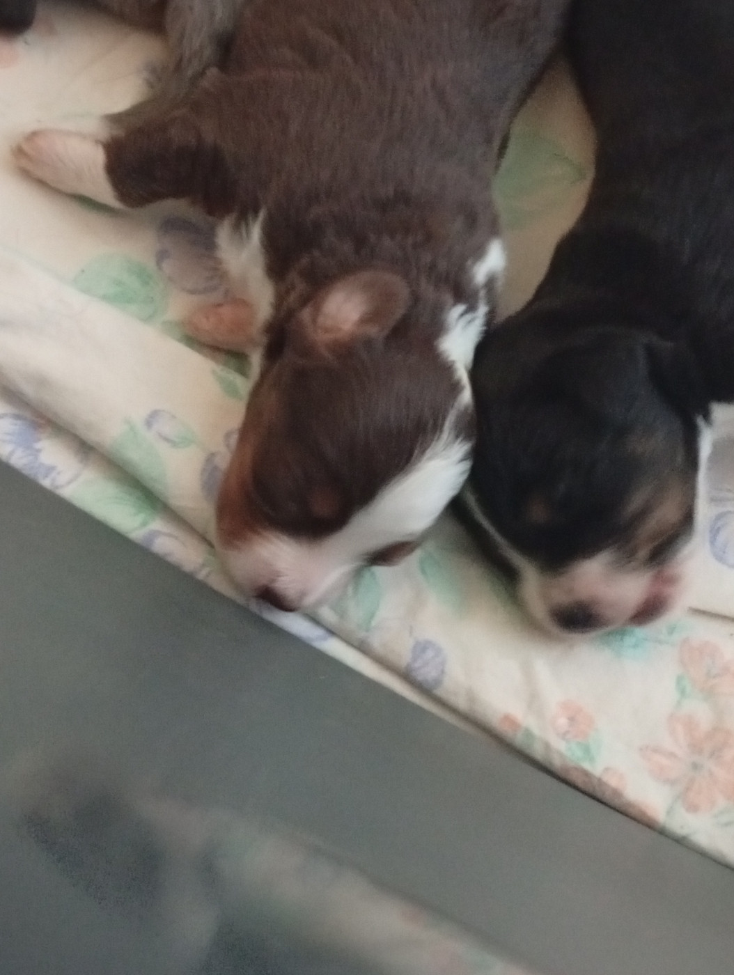 Matata des Dunes - Chiots disponibles - Berger Américain Miniature 