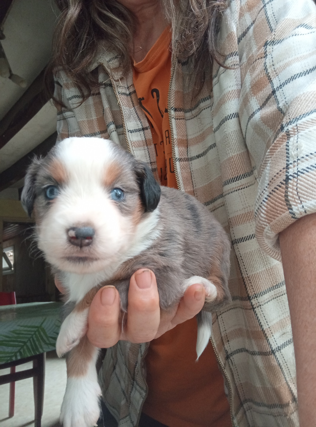 Matata des Dunes - Chiots disponibles - Berger Américain Miniature 