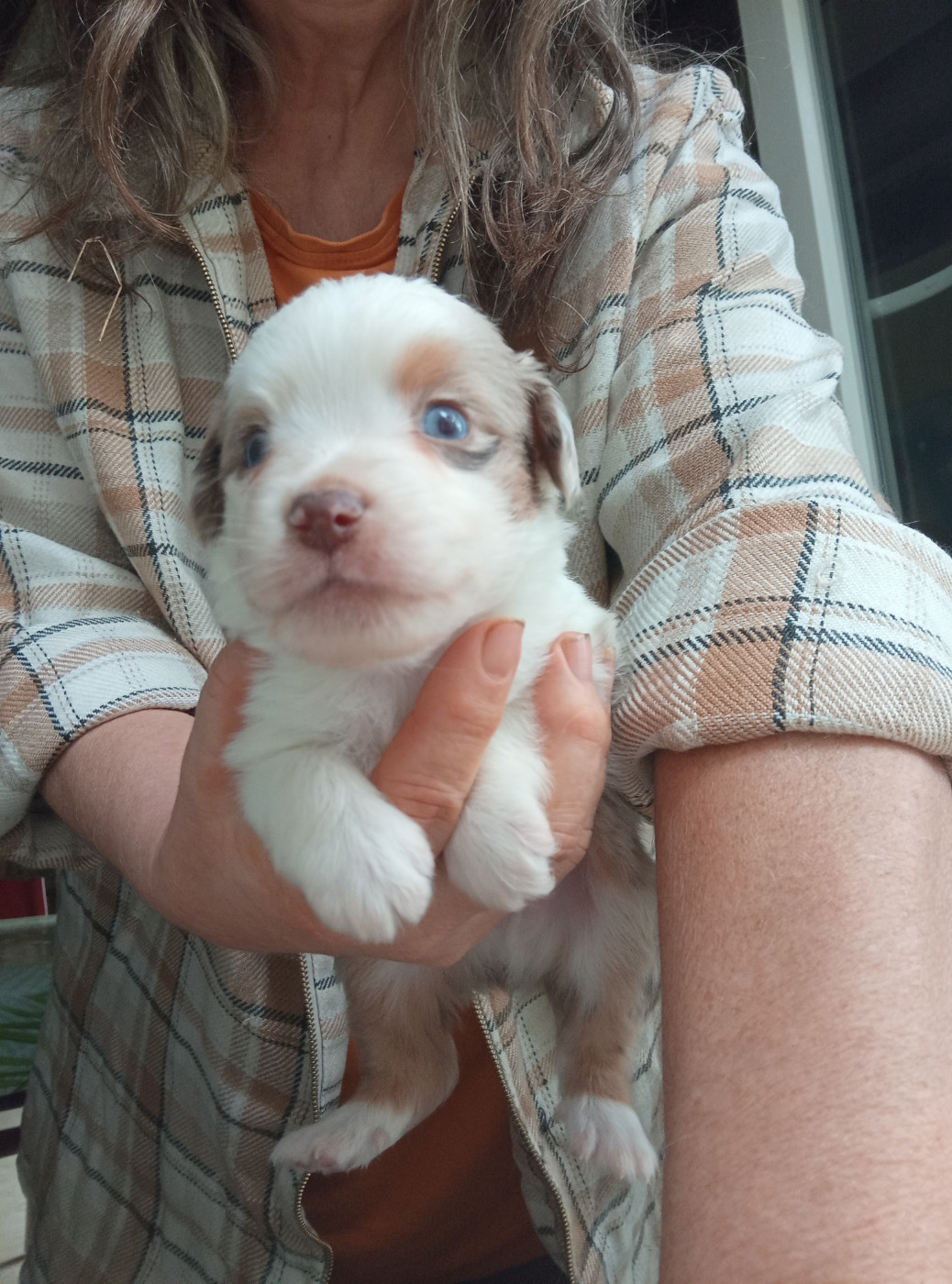 Matata des Dunes - Chiots disponibles - Berger Américain Miniature 